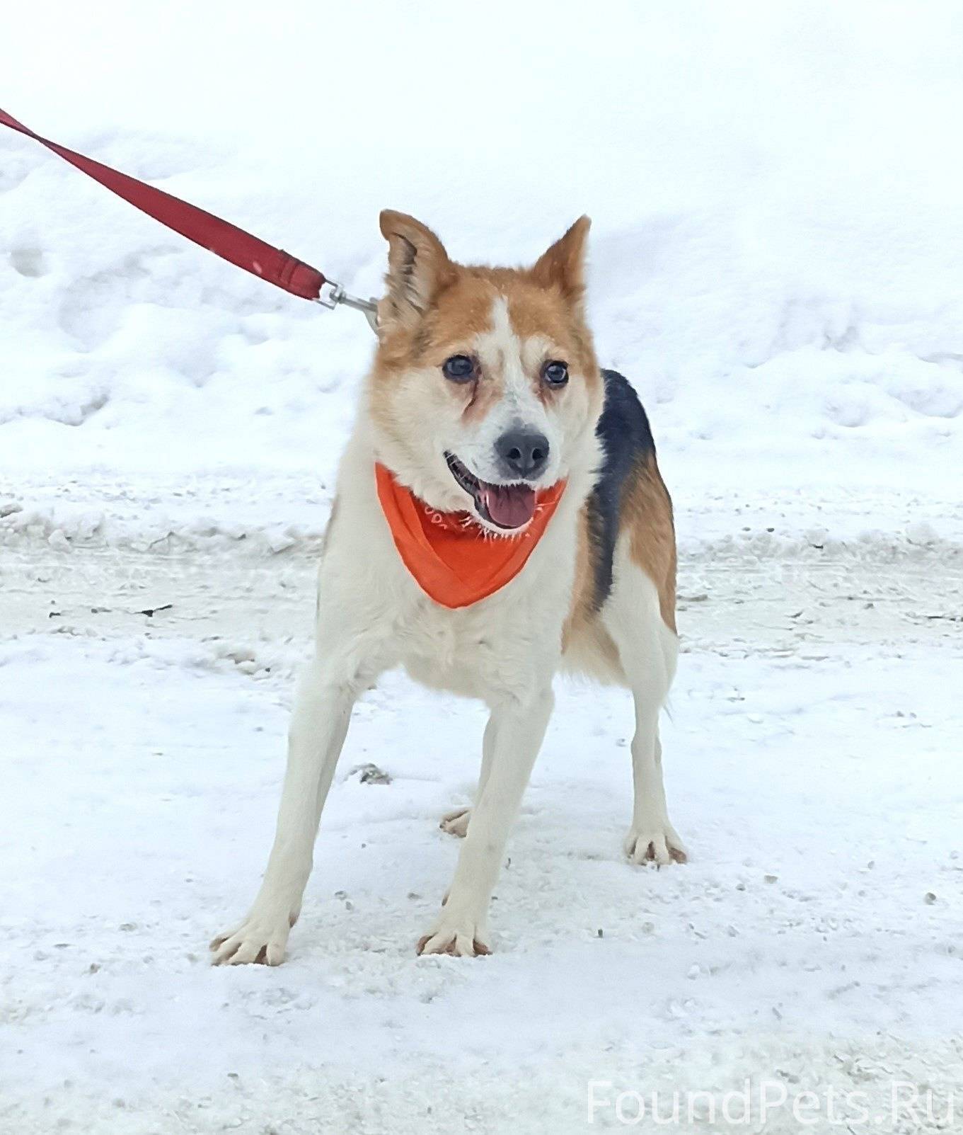 чихуахуа. порода собачки чихуа хуа. маленькие собачки ищут. чихуа алиса чихуа. болонка мальтипу.