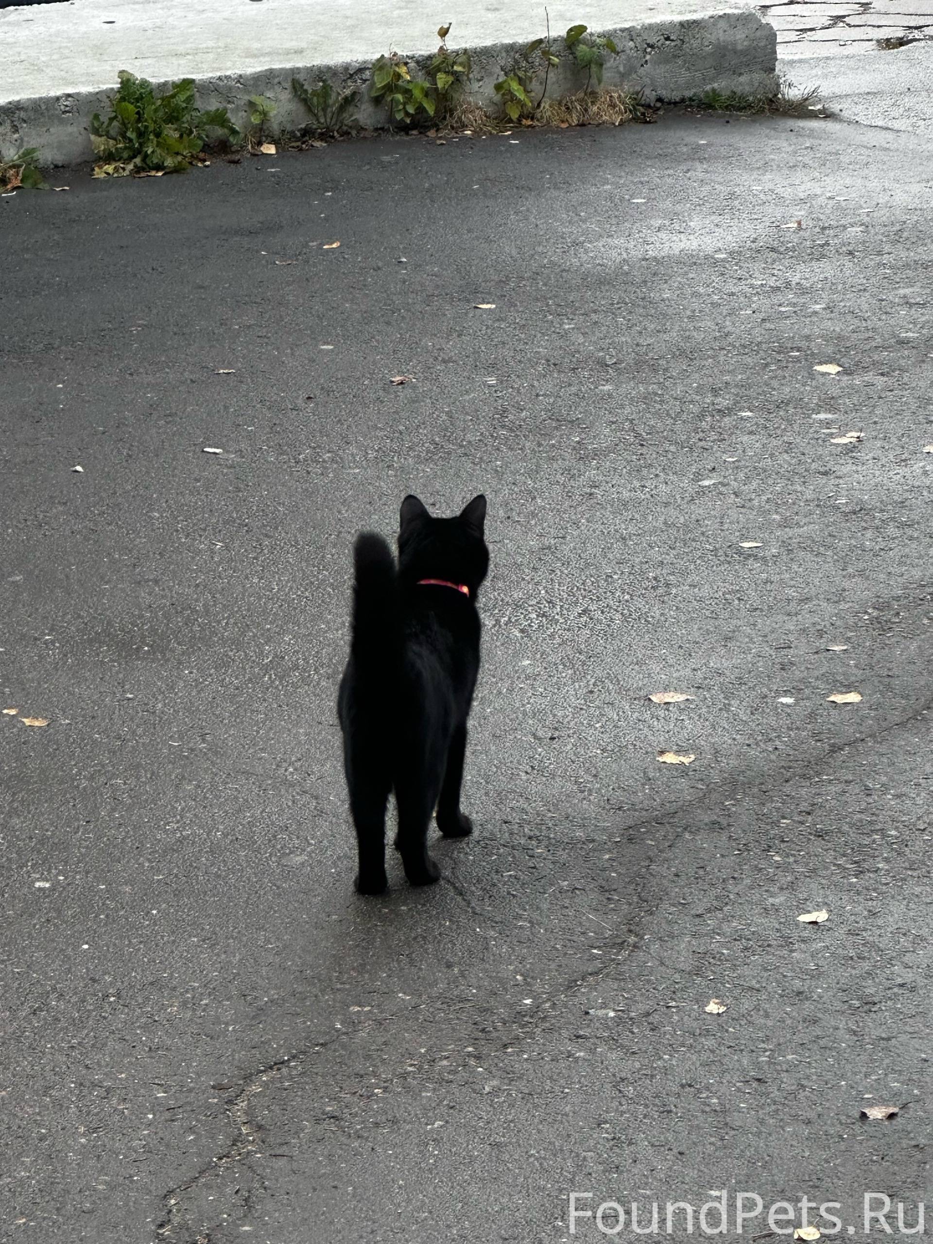 На Маршала Жукова бегает чёрна...