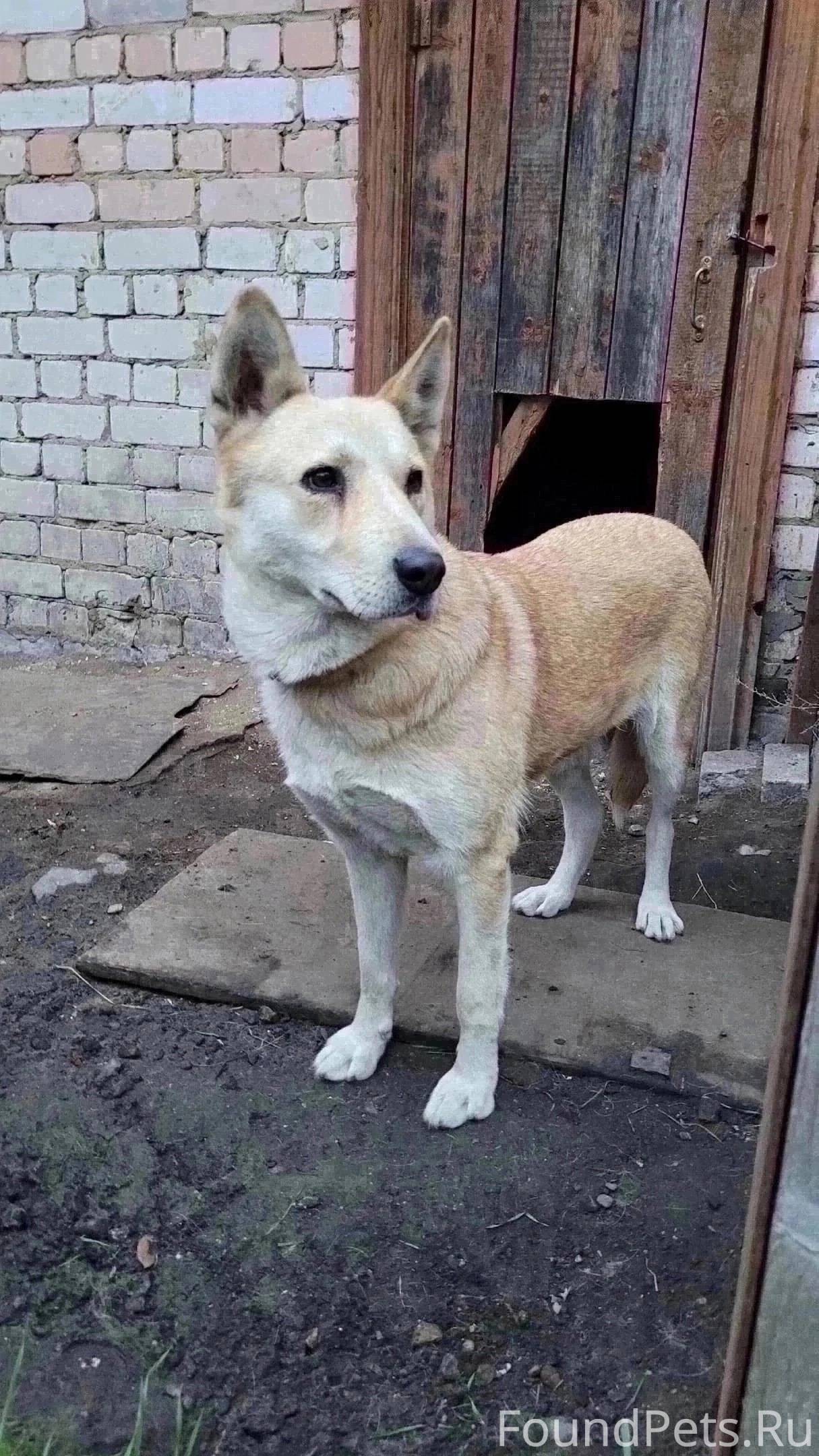 Торжок. Сбежала собака, Ася, в...