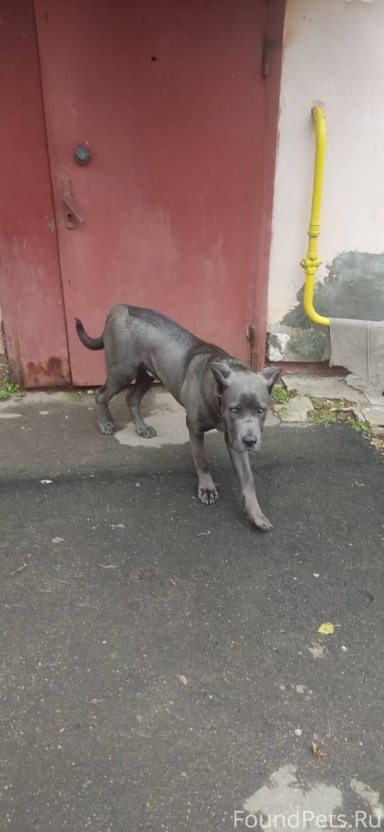 В РКМ-3 бегает собака, видно.....