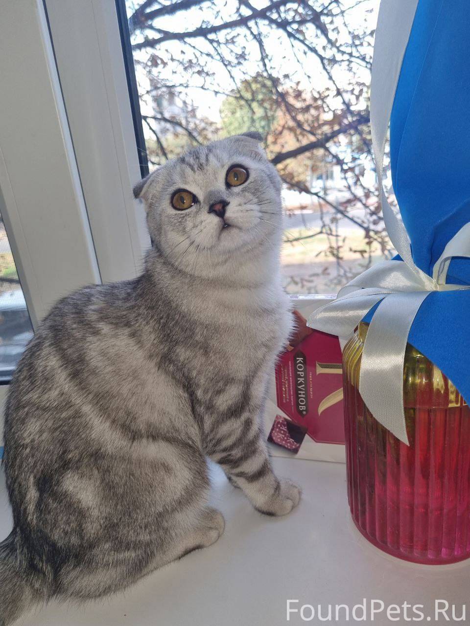 Пропала кошка, вислоухая шотла...