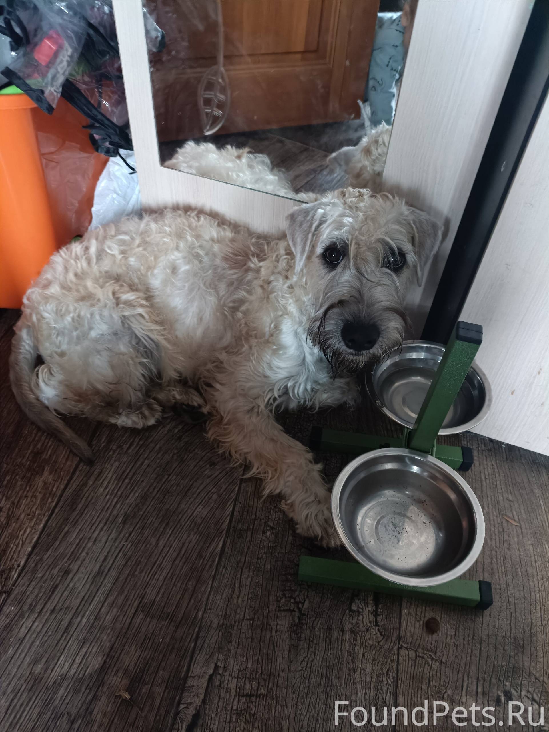 Пропала собака, девочка, по кл...