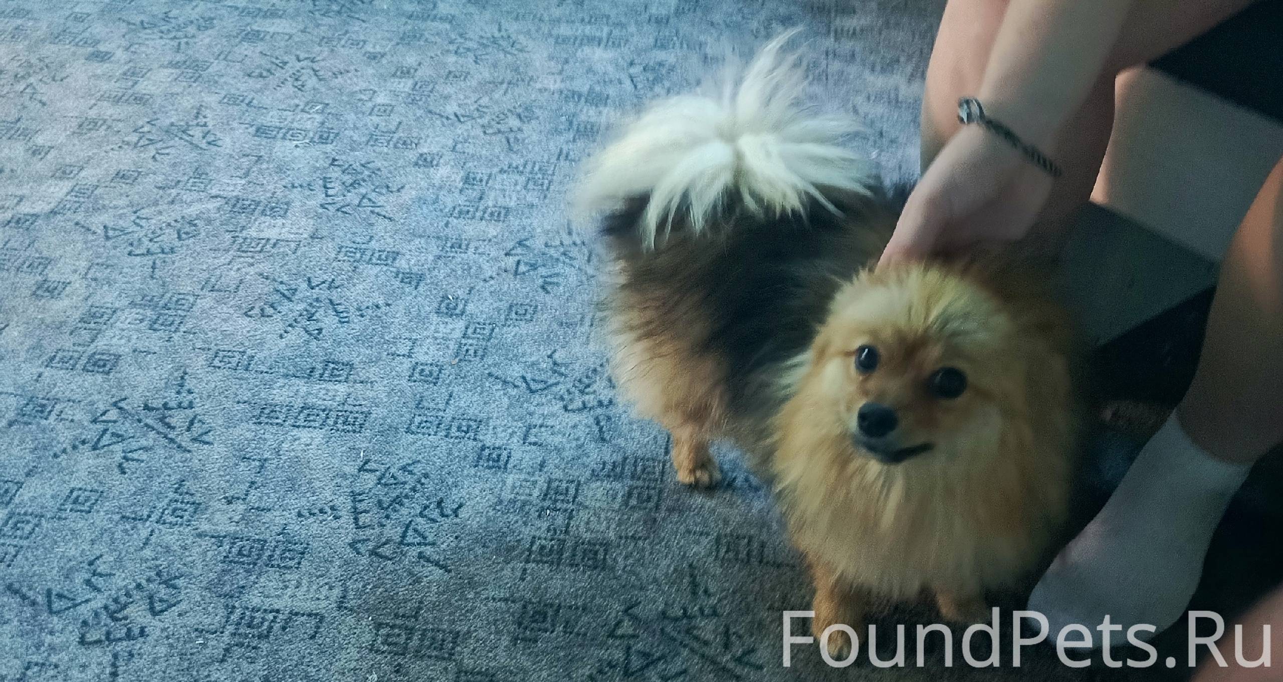 Пропала собака, в районе больн...