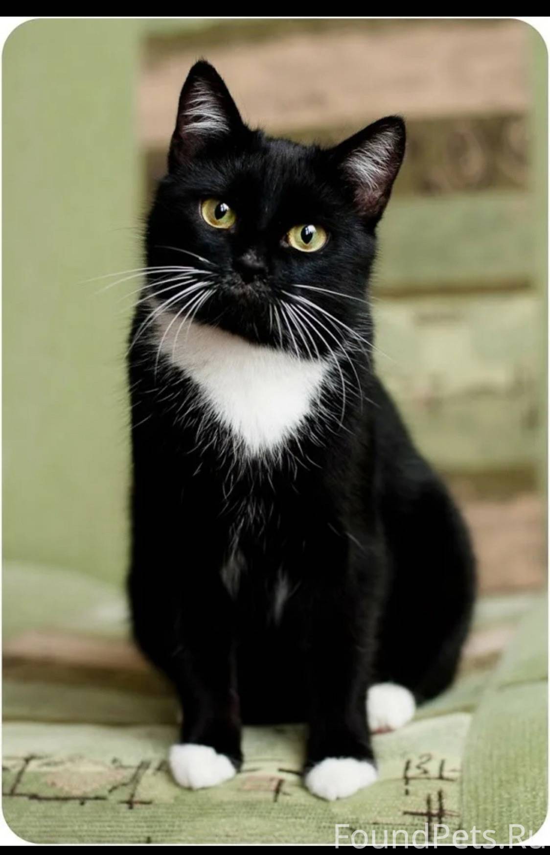 Черные коты с белыми лапами. Черный кот с белой грудкой порода. Черный сибирский кот с белой грудкой. Кошка с белыми лапками. Черный пушистый кот с белой грудкой.