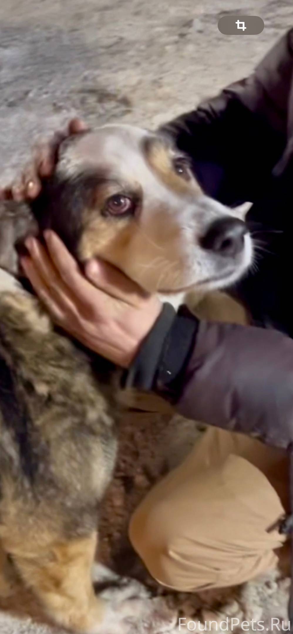 Назвала собаку именем бывшего. Как назвать собаку кобеля. Имена для собак девочек редкие. Клички собак и кошек. Клички собак черного цвета.