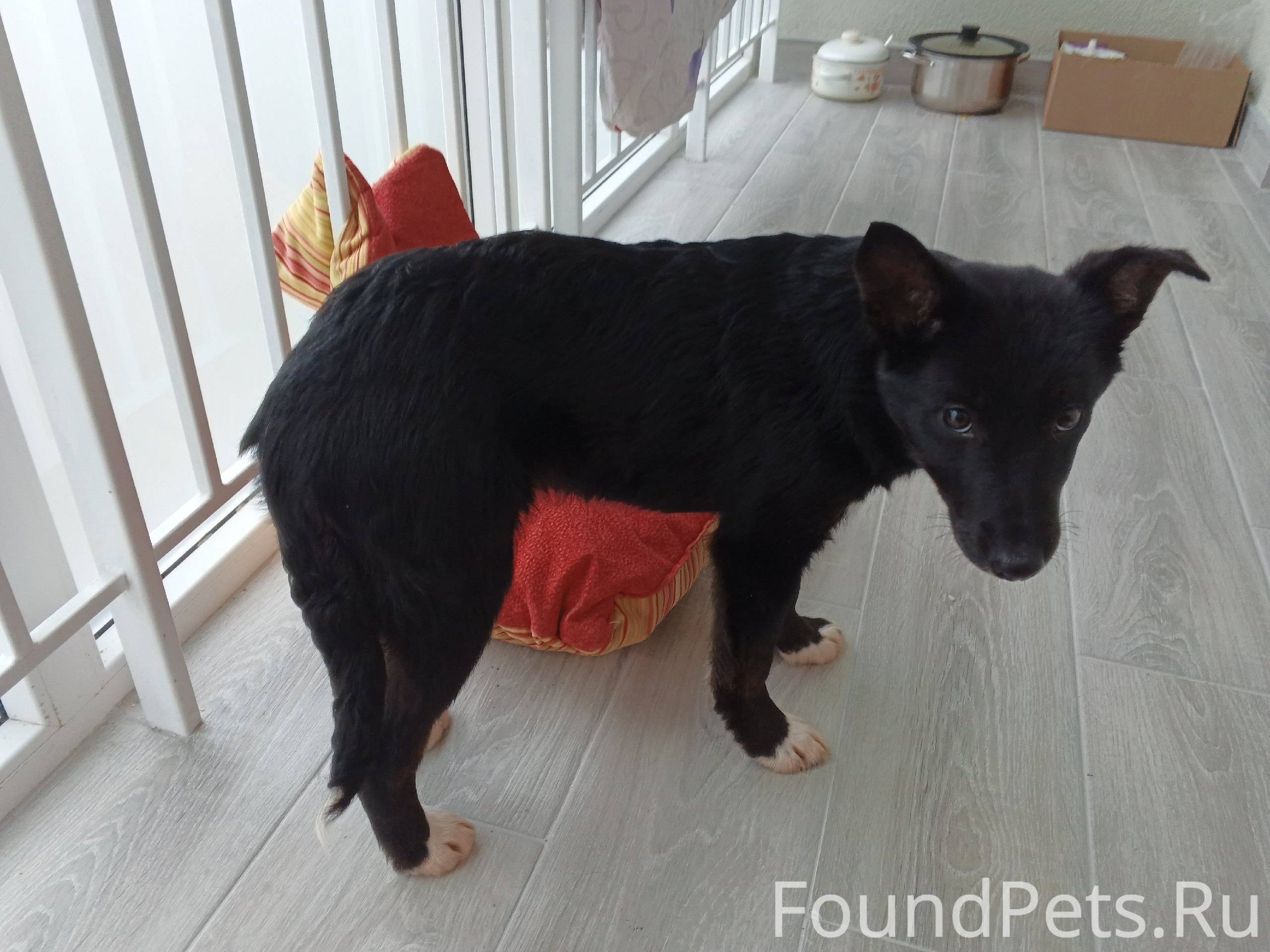 Майя ищет новый дом. Знакомые ...