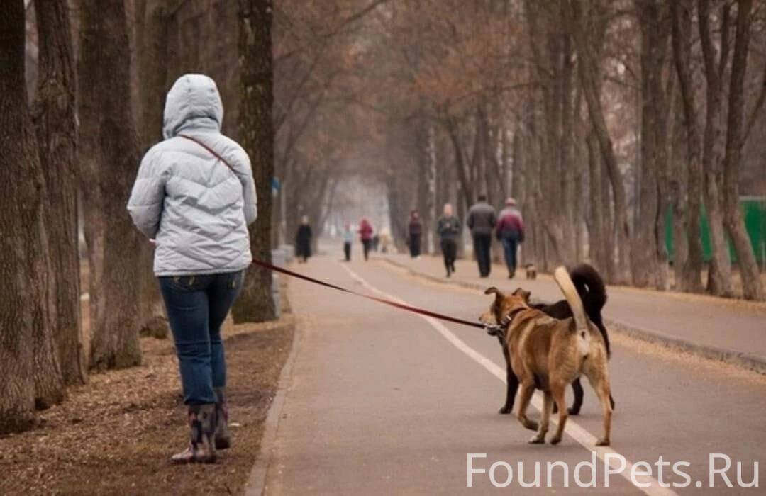 Собака ходит по ночам. Прогулка с собакой. Люди гуляют. Гулять с собакой. Щенок на прогулке.