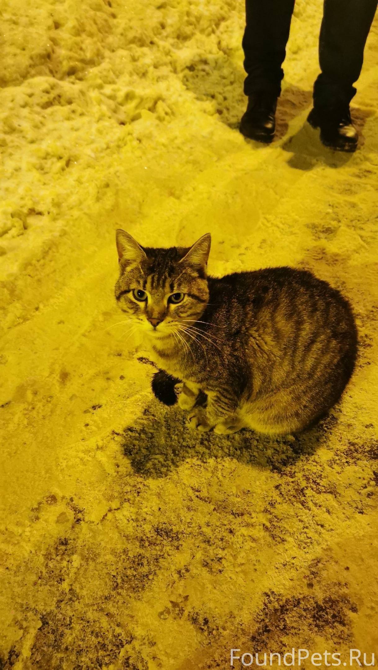 Найден замерзающий кот на Куту...