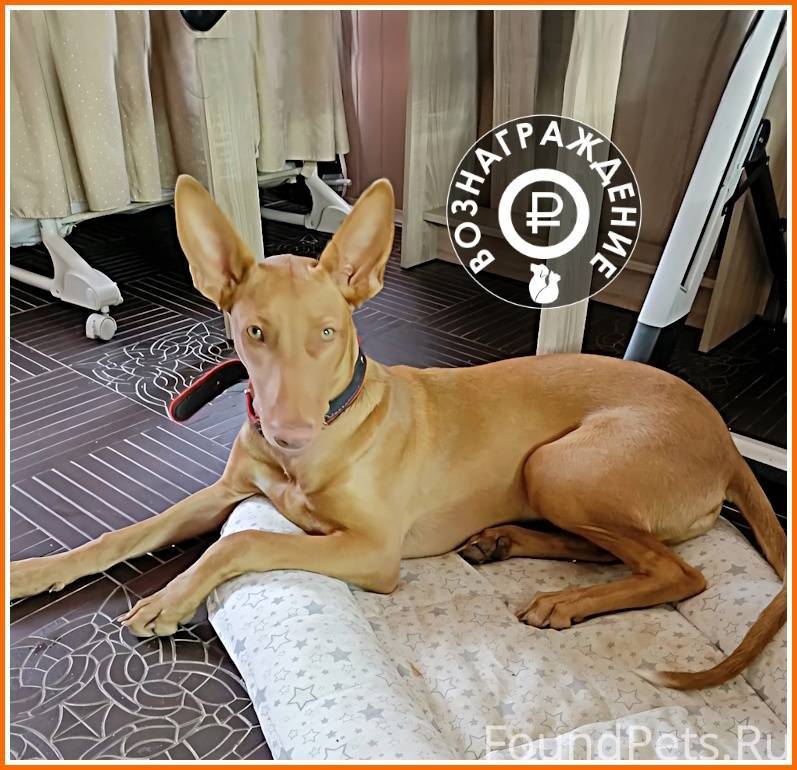 локи бобо привет сосед 2. актёр самуэль джексон. черный сосед. тень из игры привет сосед. черный сосед.