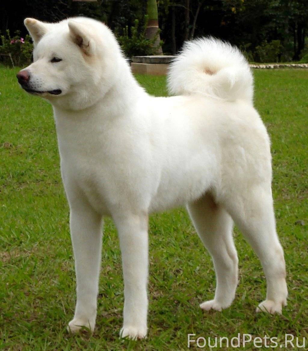 Волжский, собака белая Акито, ...