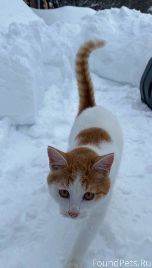 прикольные коты с надписями. толстый кот в окне. приехал домой кот. гуляют коты не приходя домой. котики приколы с надписями.