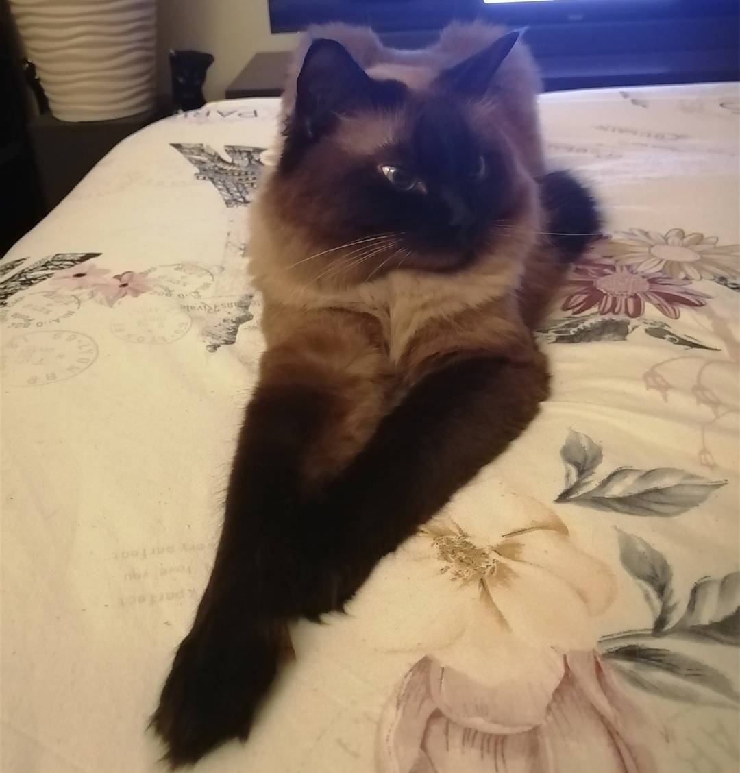 Объявление. Пропал котик.