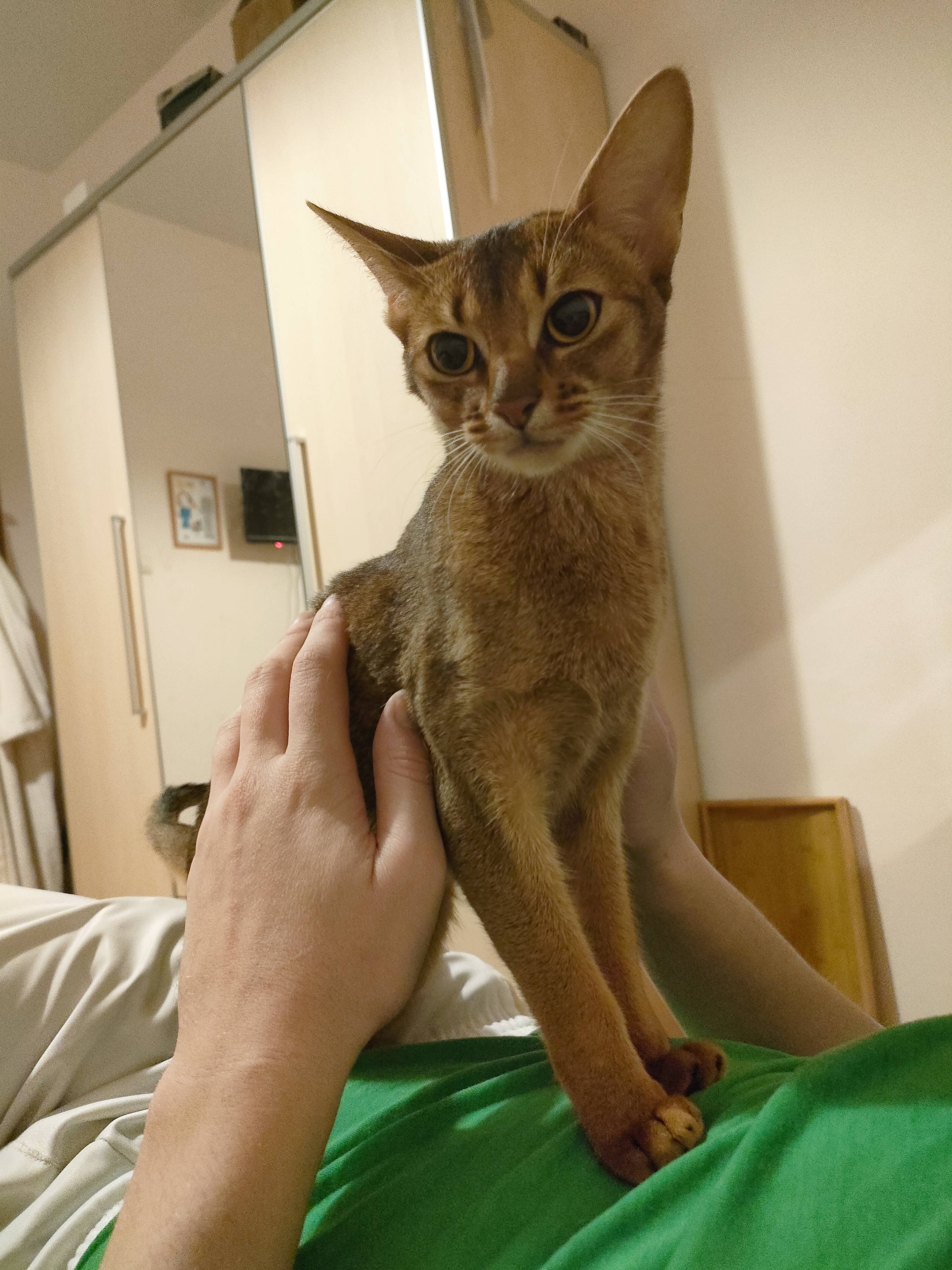 Объявление. Потерялась кошка 1,5 года