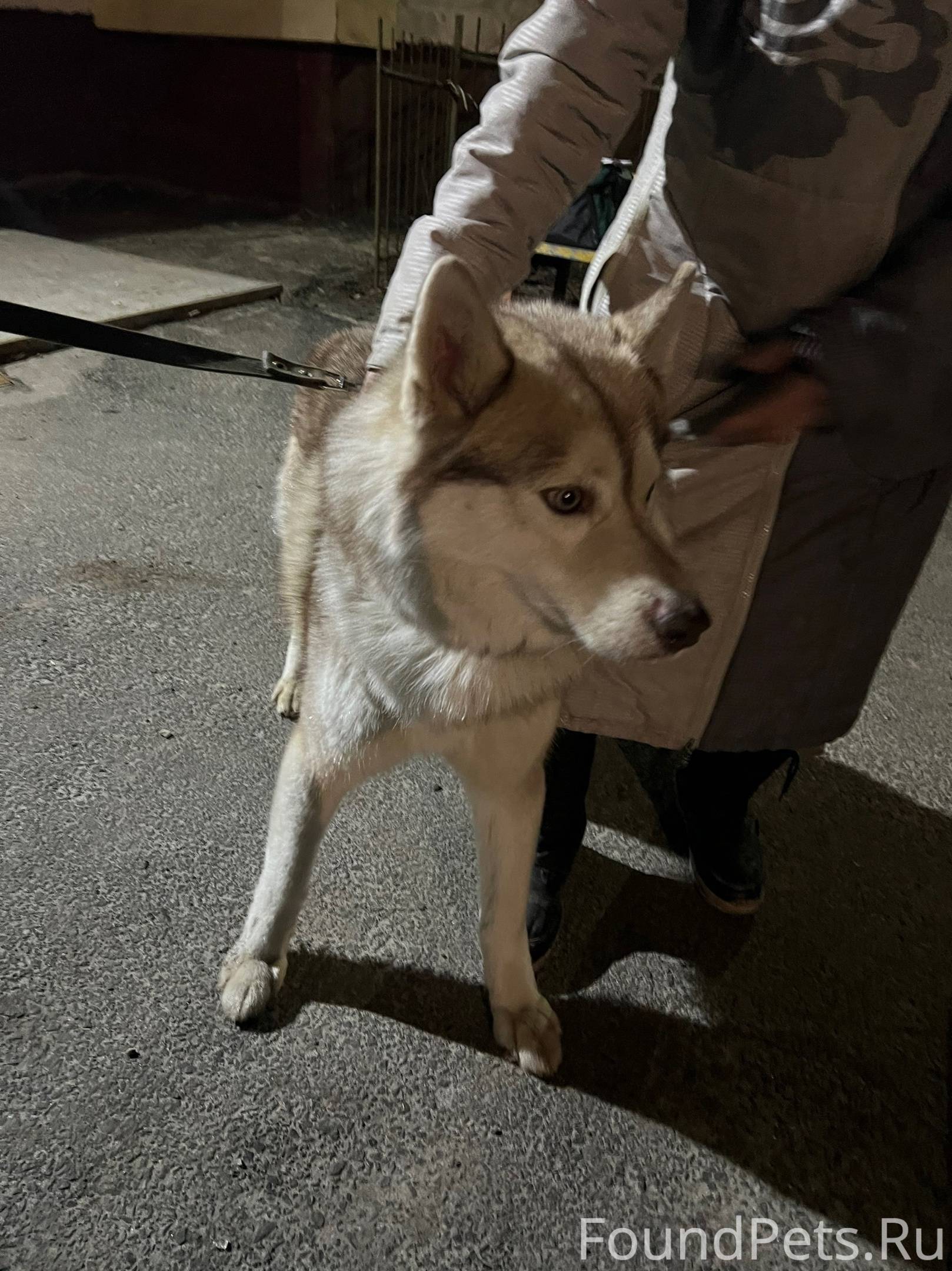 Мир глазами собаки. Как видят собаки. Как видят собакисобаки. Хозяин глазами собаки. Собака плачет.