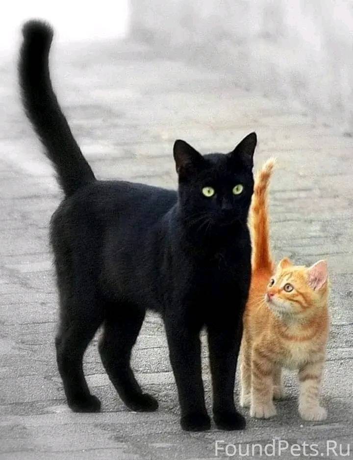 дайте животным жить. грустный бездомный кот. дайте животным жить. изображение характера животных 2 класс. волчица и девушка.