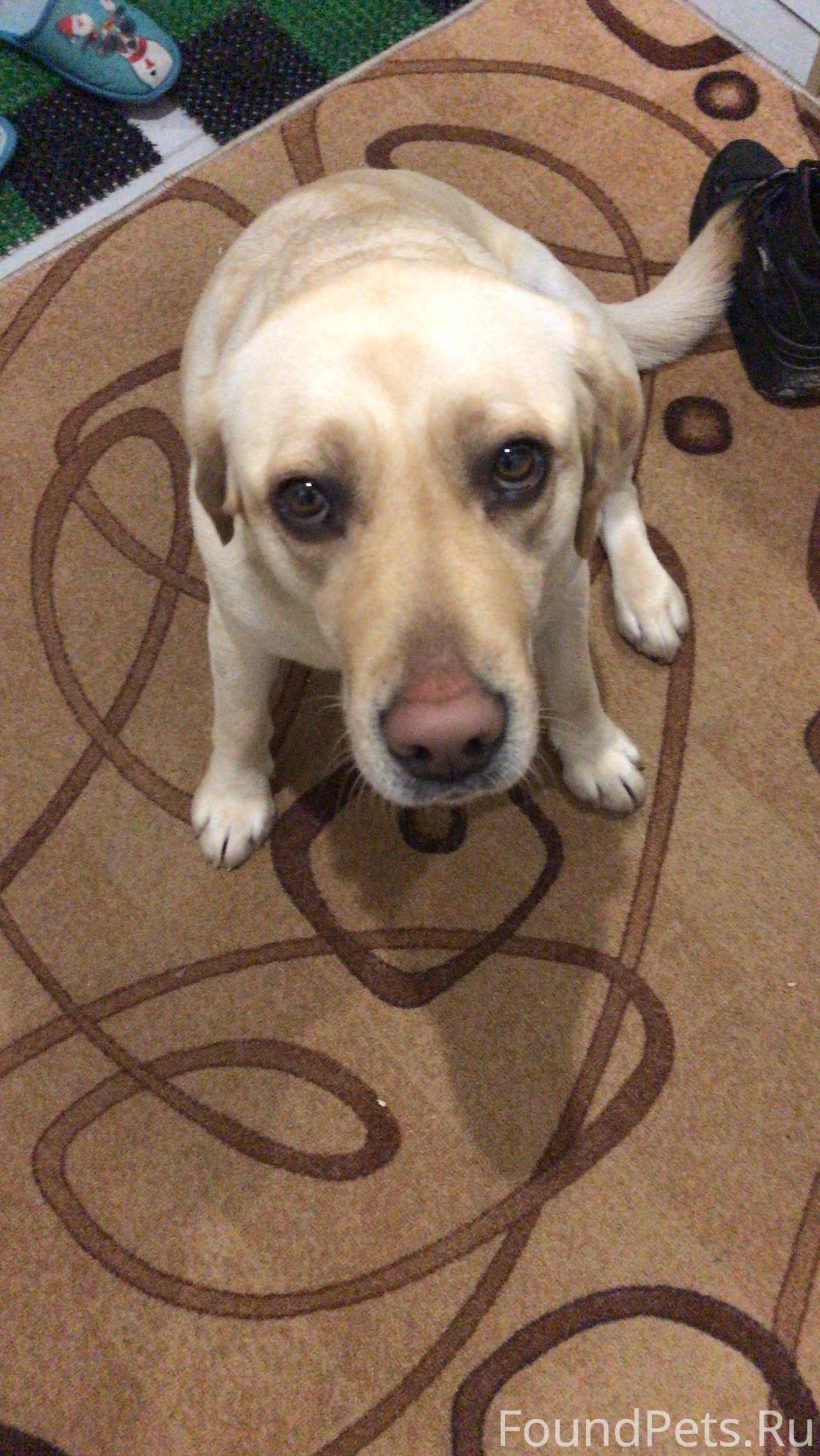 потеряшка телефон