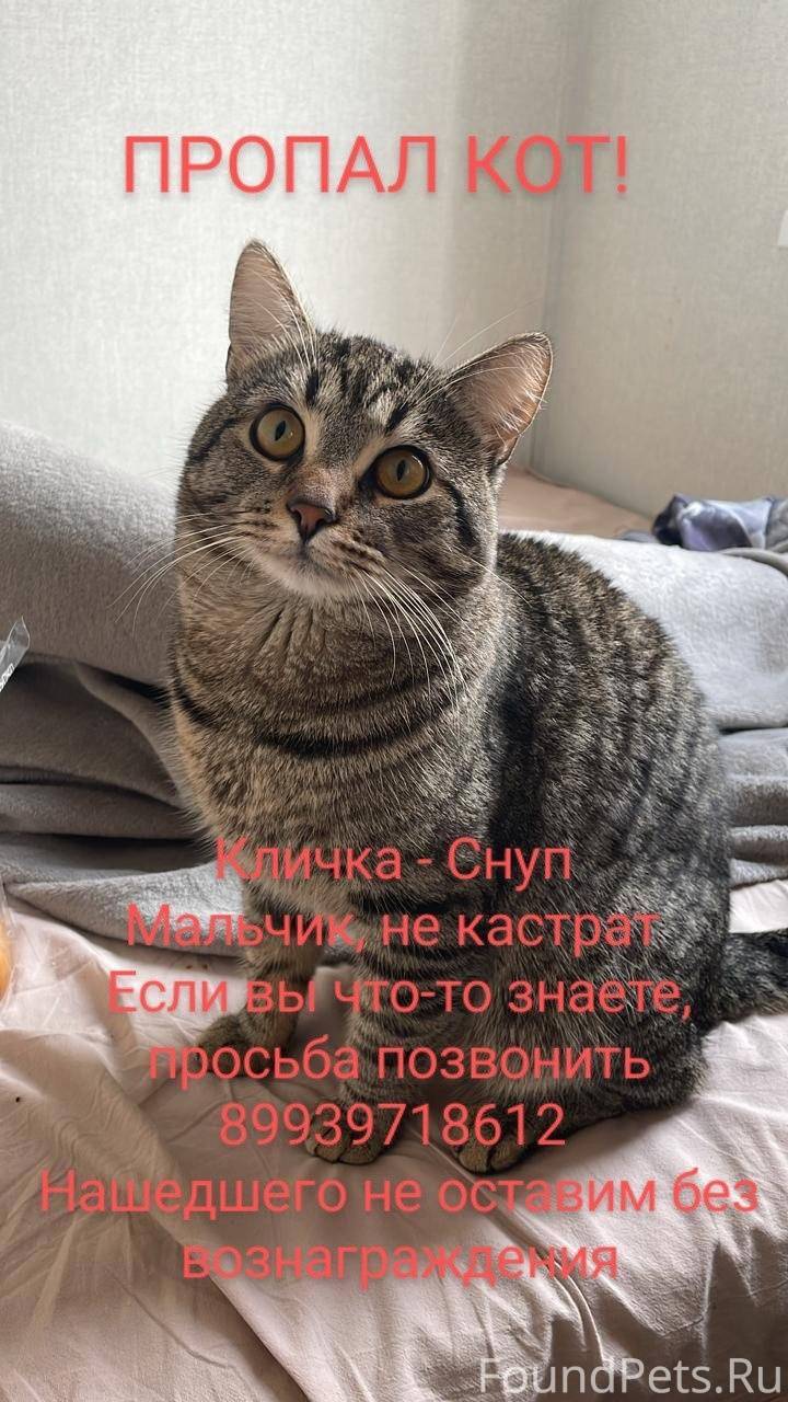 Объявление. ПОИСК КОТА СПб , Фрунзенский р...