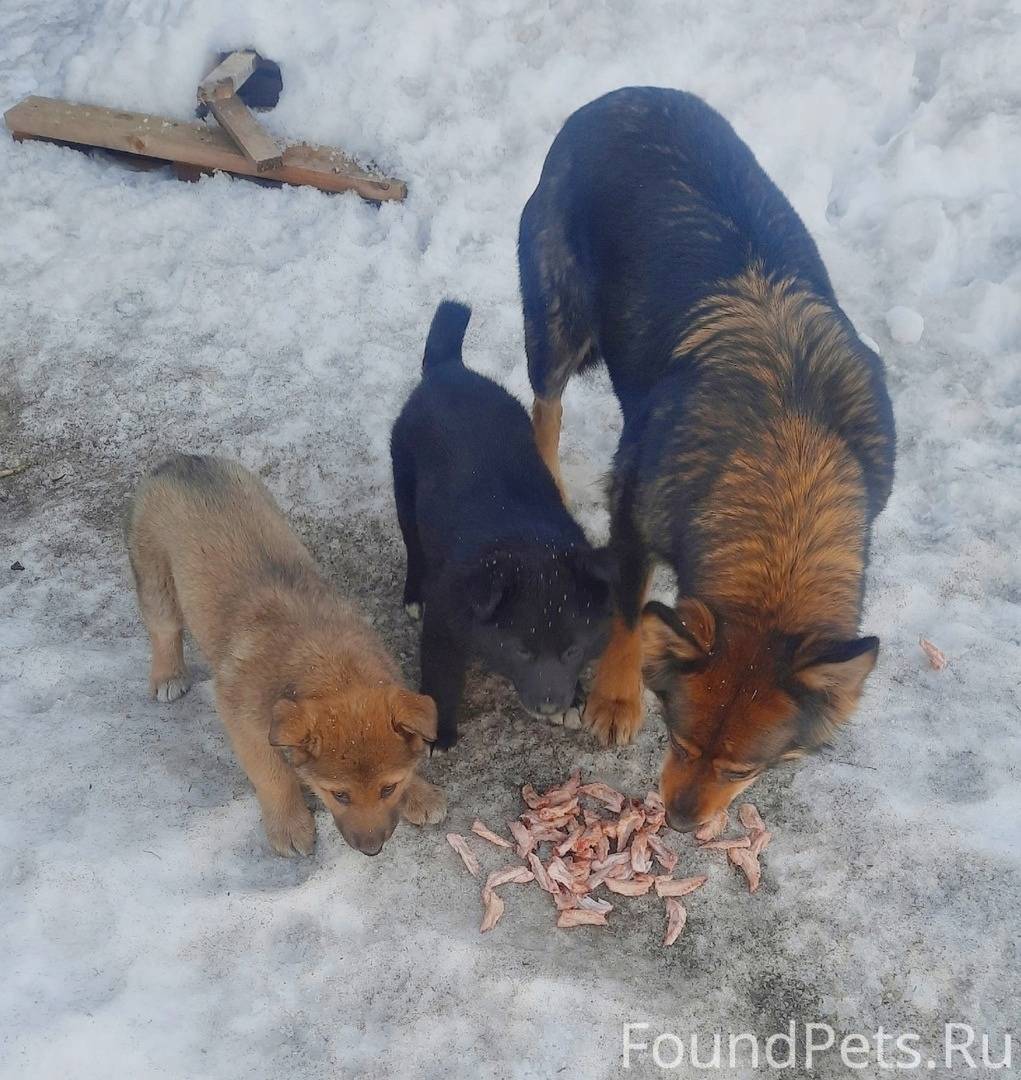 Потеряшки. Архангельск. Пропавшие собаки