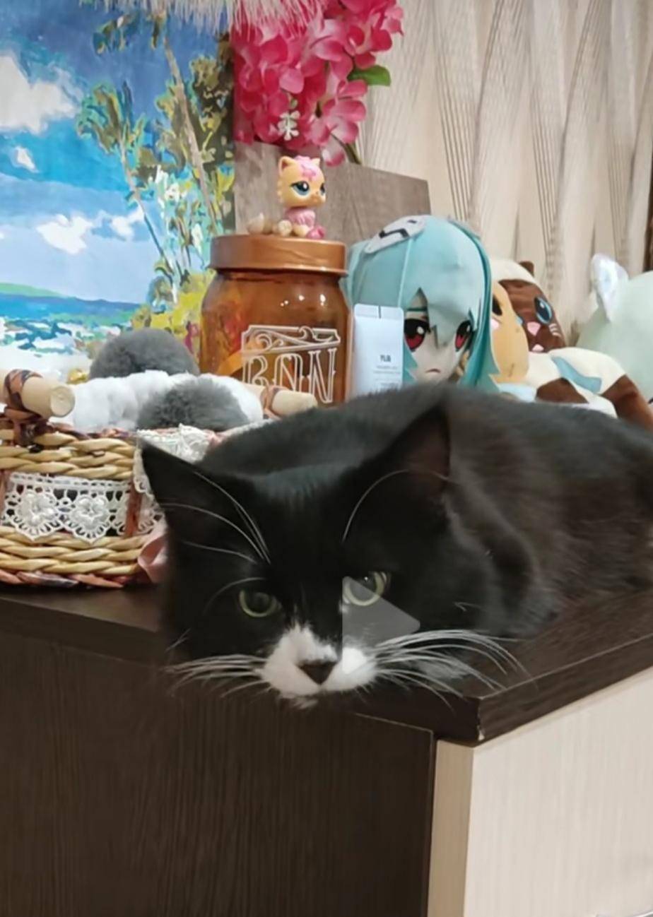 Объявление. Пропал кот! Сбежал. Кот домашн...