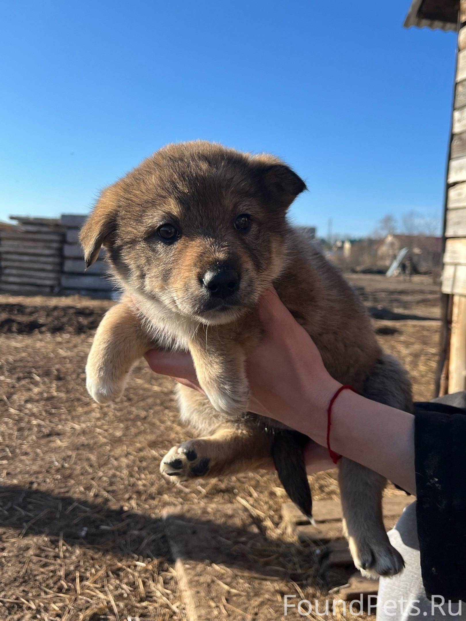 Объявление. ‼‼ЩЕНКИ ИЩУТ ДОМ‼‼ 8 щеночков ...