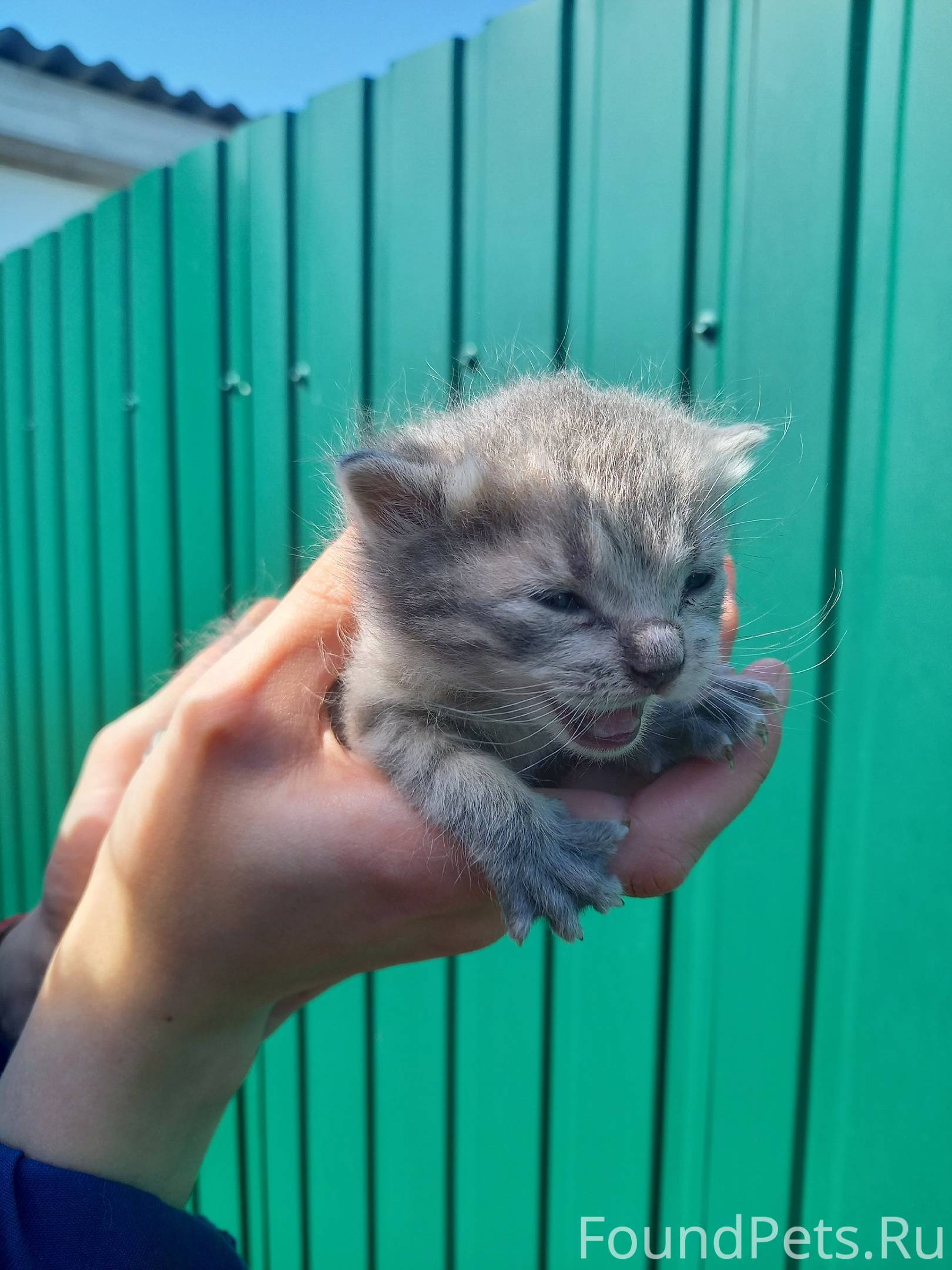 Объявление. Кошки в добрые руки маленькие ...