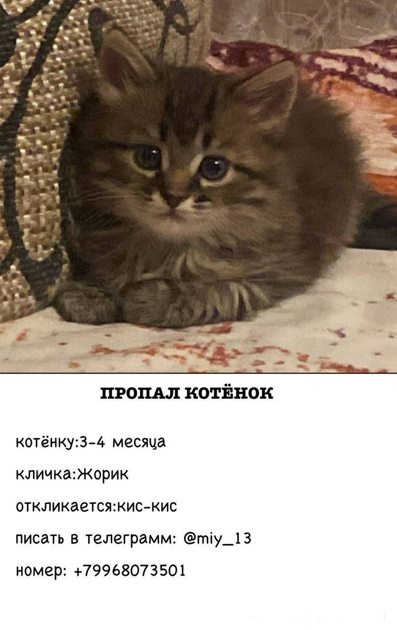 Объявление. Пропал котенок😭😭😭 Помогите най...