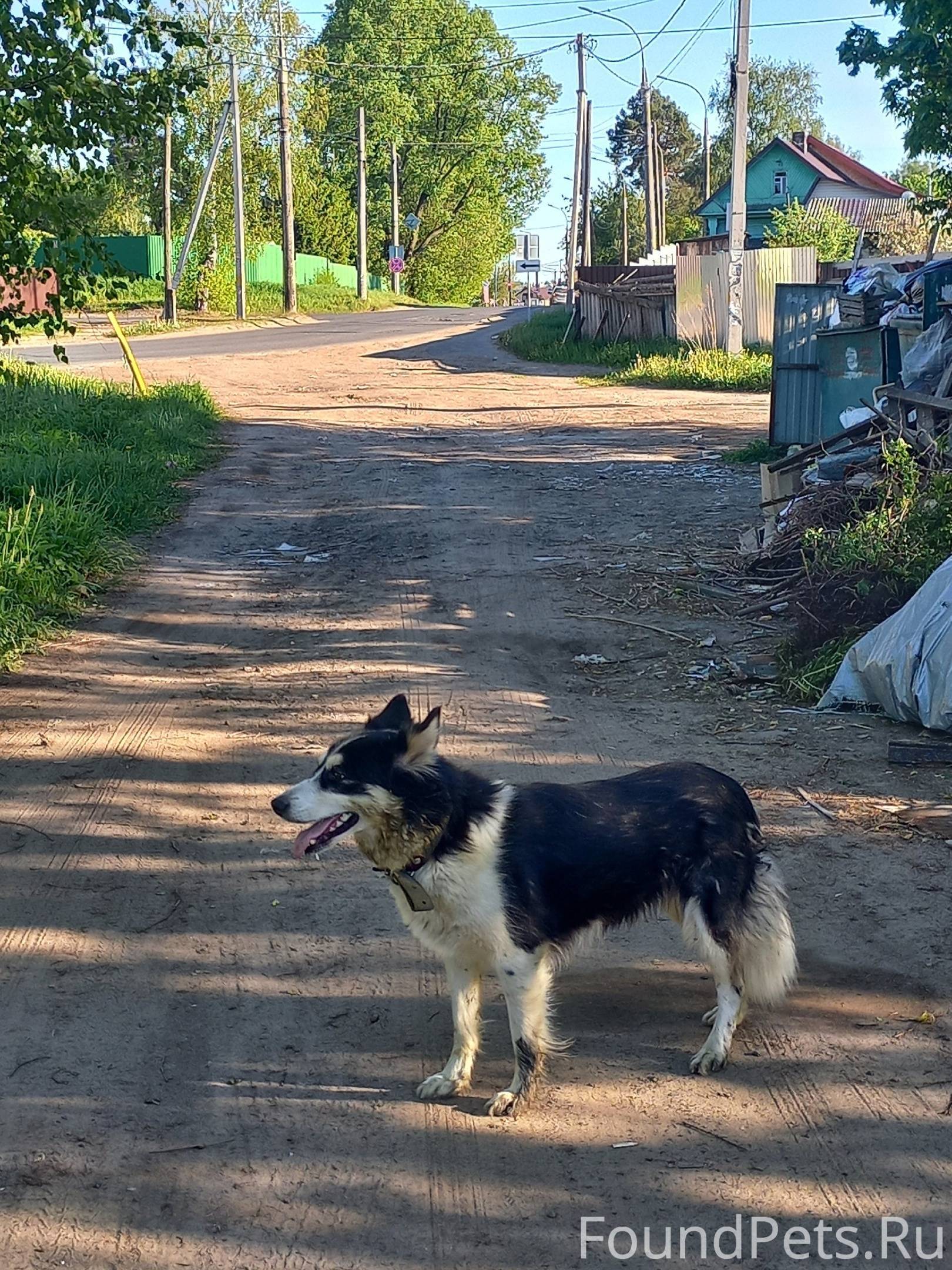 Потеряшки. Рыбинск. Пропавшие собаки