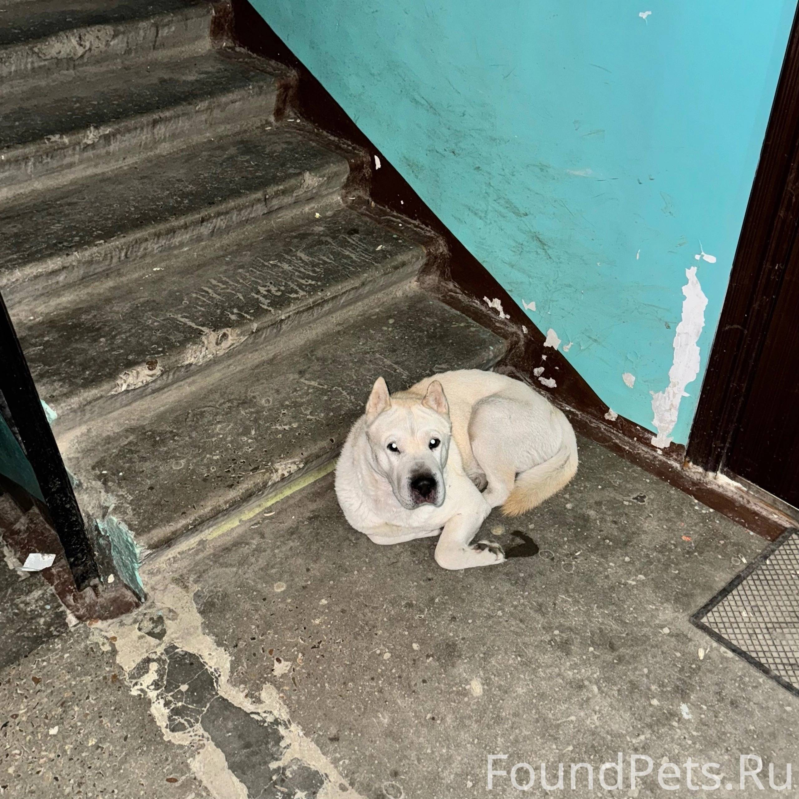 Потеряшки. Ангарск. Найденные собаки