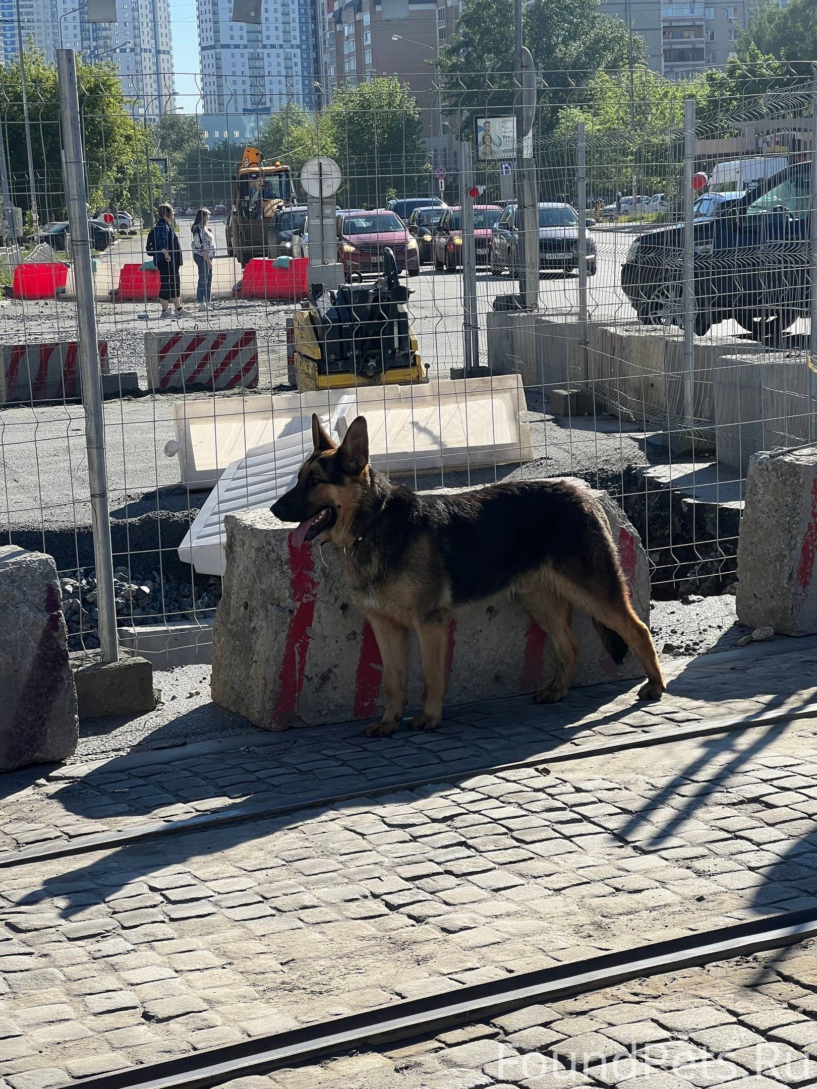 Екатеринбург немецкие овчарка