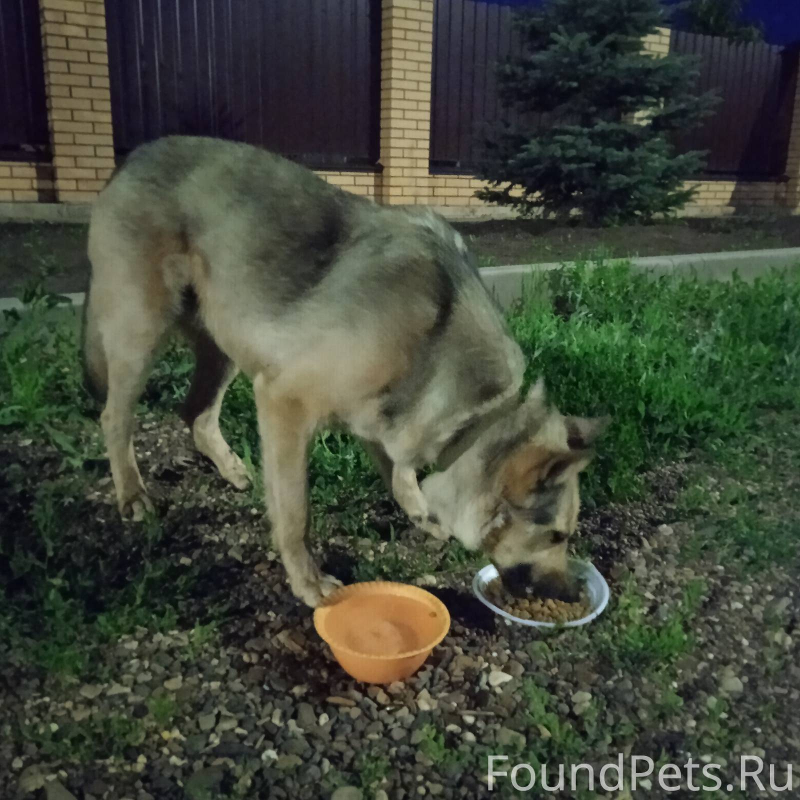 Потеряшки. Оренбург. Пропавшие собаки и животные