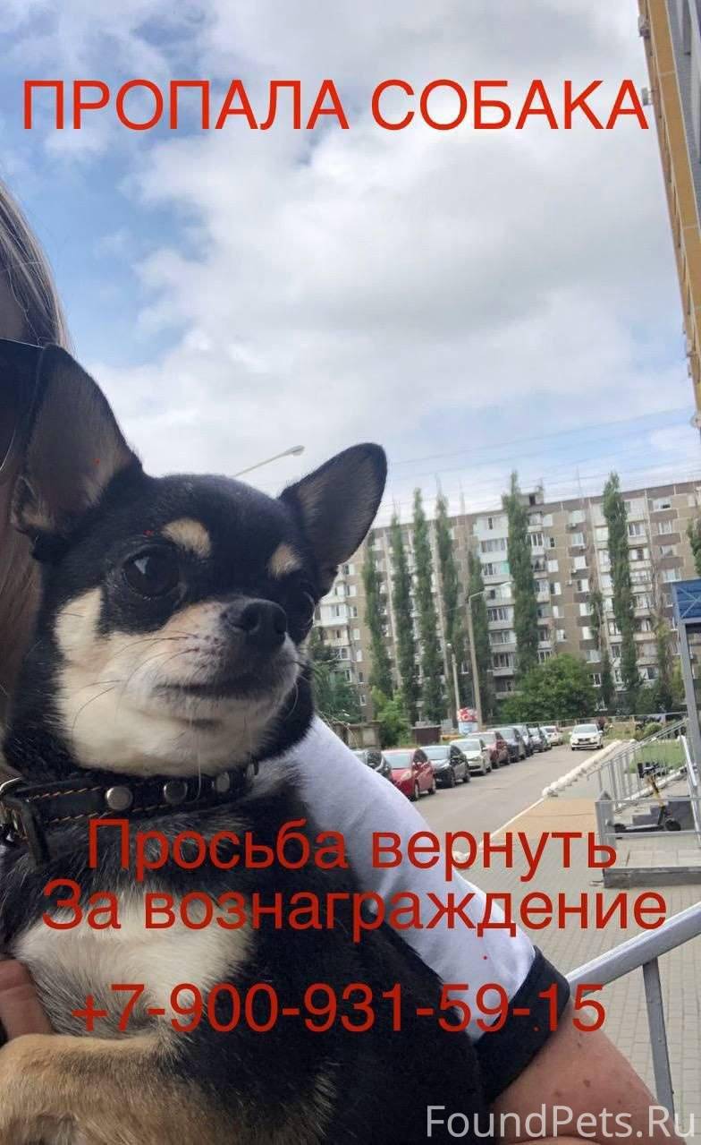 Объявление. 🆘🆘🆘пропала собака🆘🆘🆘 Друзья оч...