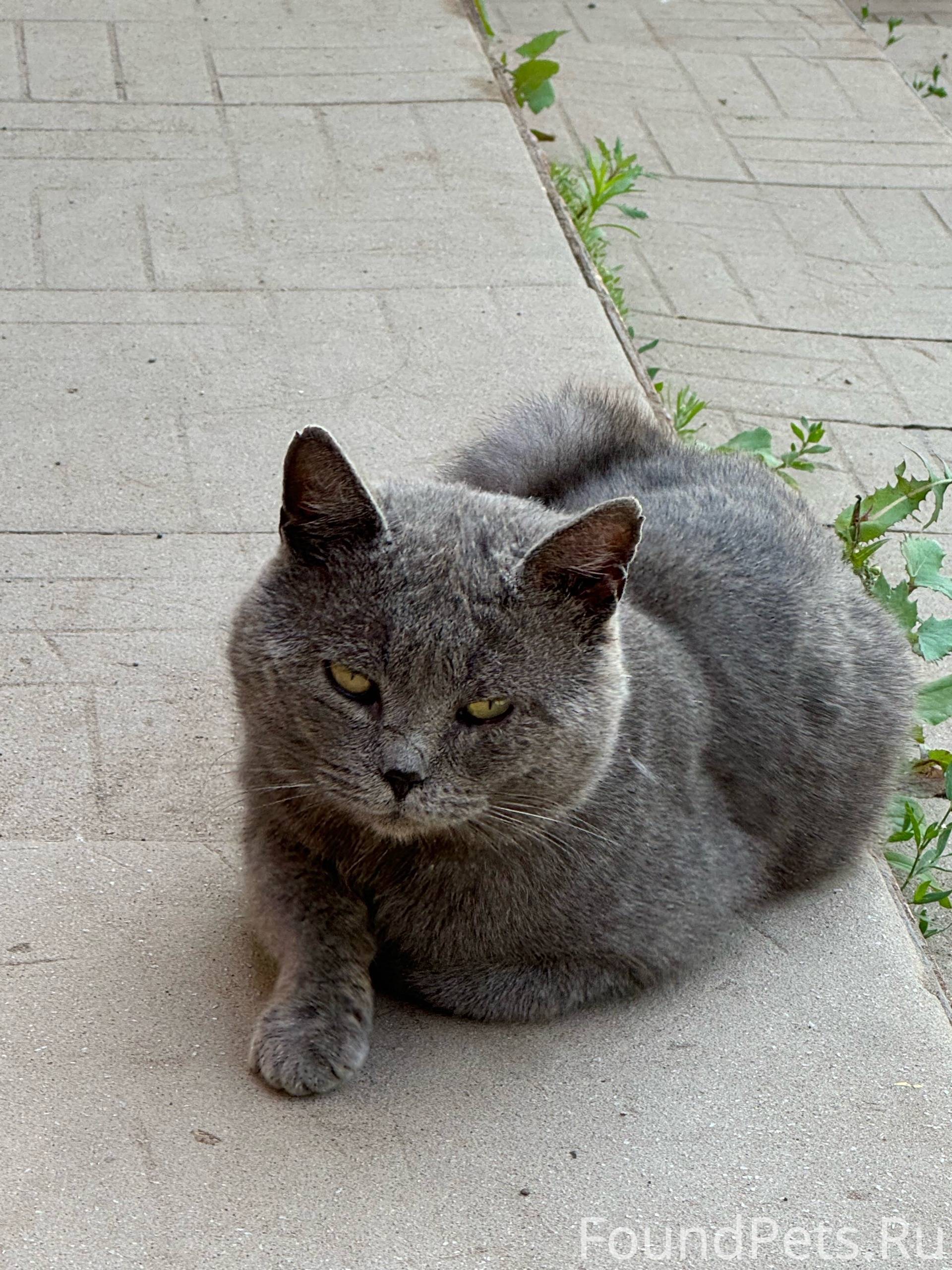 Объявление. Котику срочно нужно найти дом!...