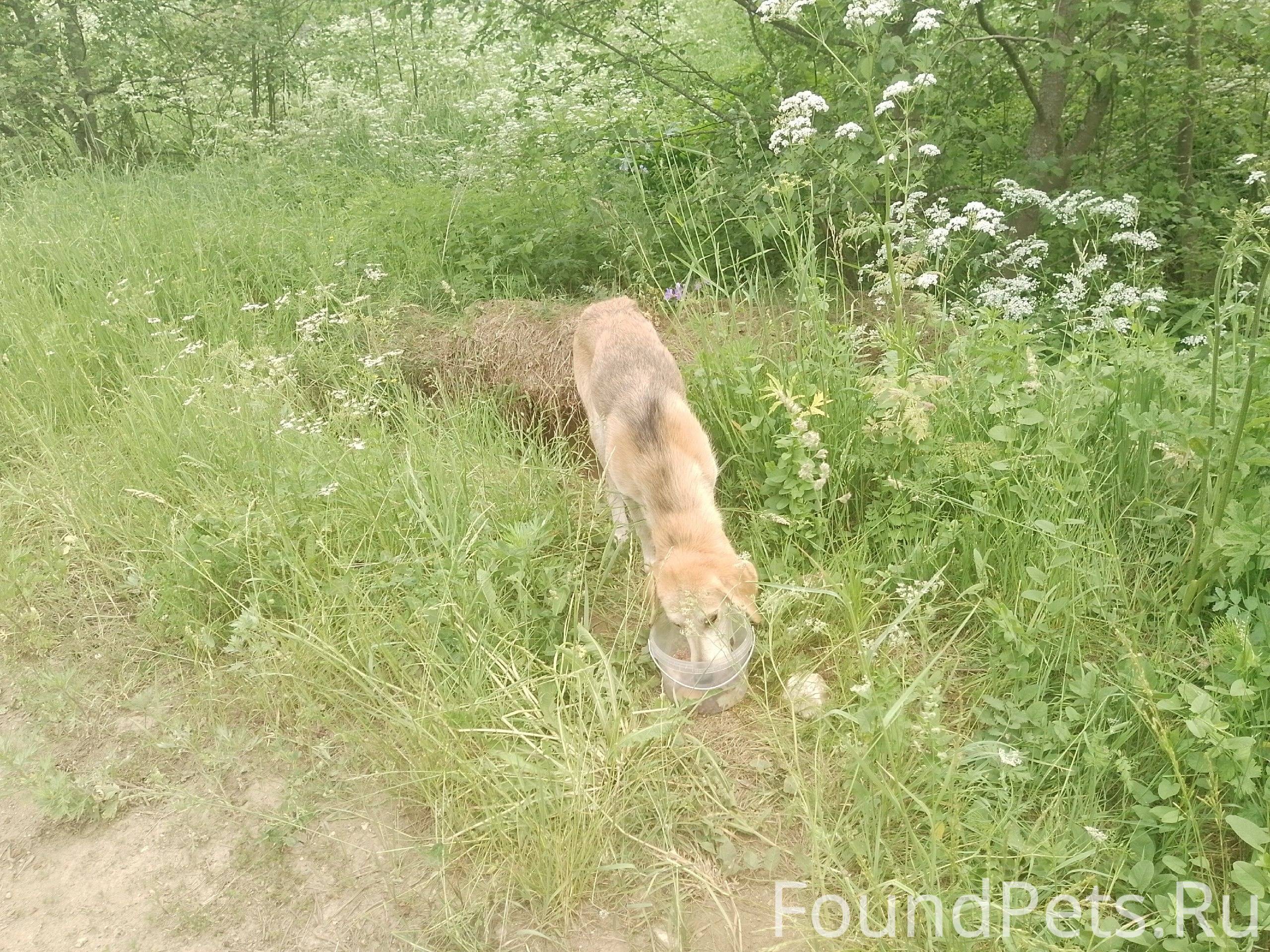 Потеряшки. Котельнич. Пропавшие и найденные собаки и животные