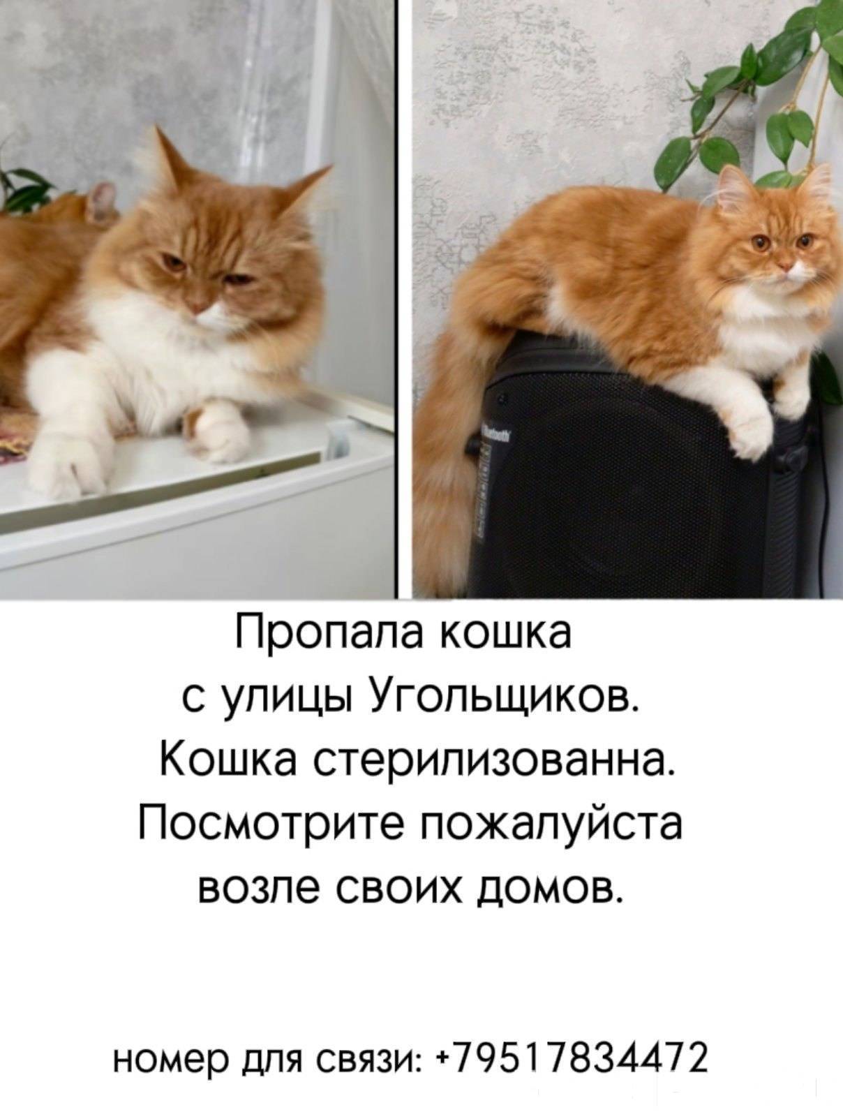 Объявление. Внимание❗️❗️❗️ Пропала кошка 🐱...