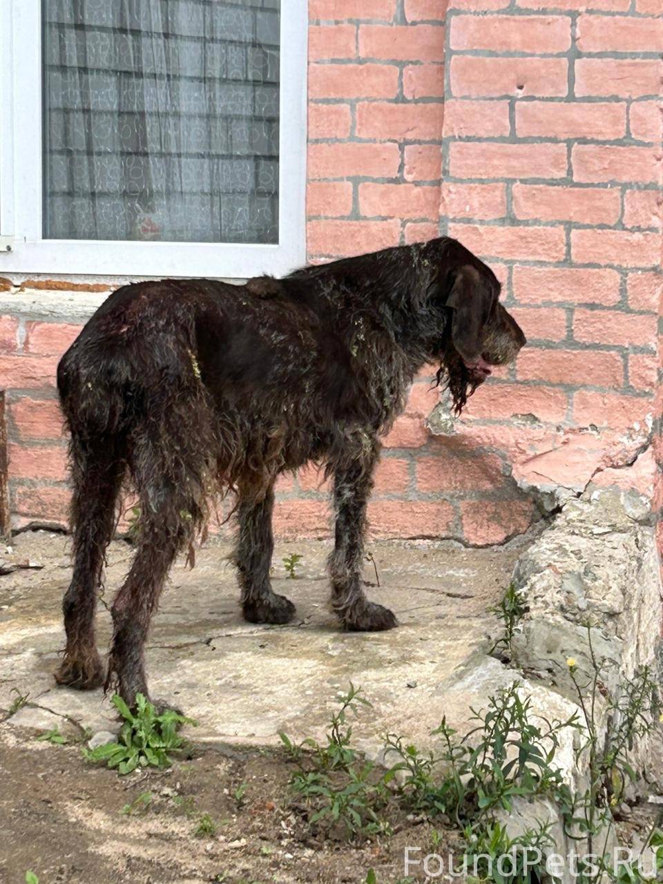 Потеряшки. Воронеж. Пропавшие и найденные собаки и животные