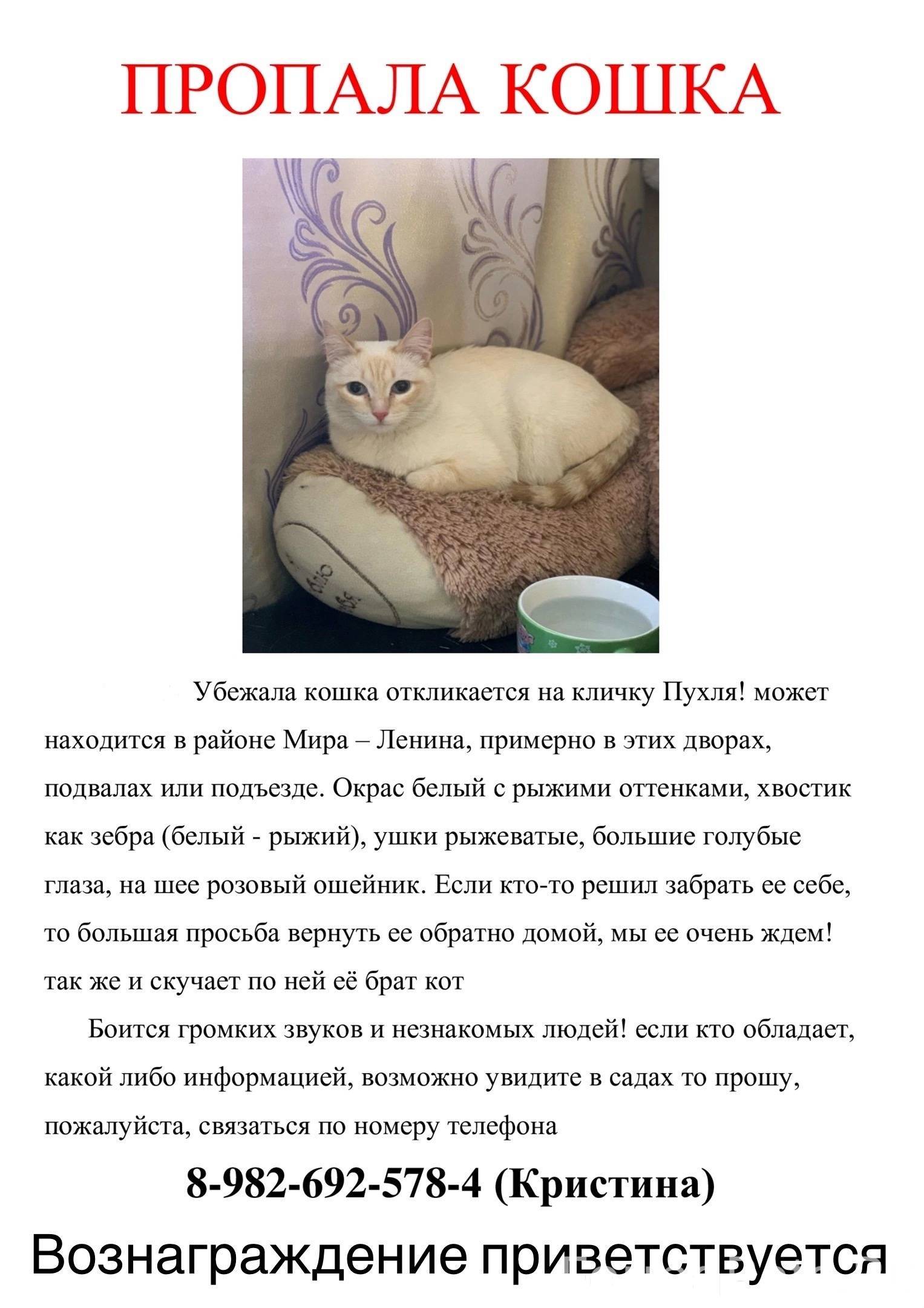 Объявление. Пропала кошка которую мы дома ...