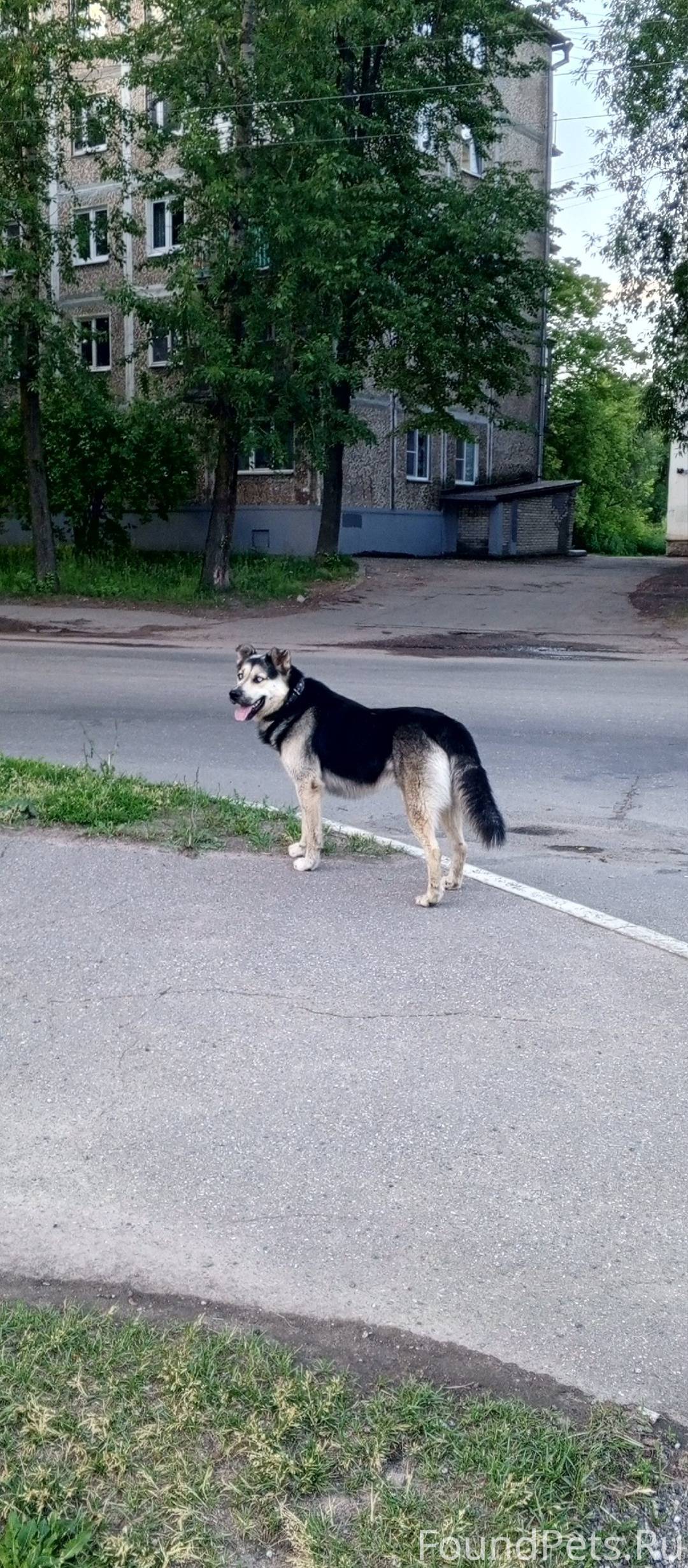 Потеряшки. Великие Луки. Найденные собаки и животные