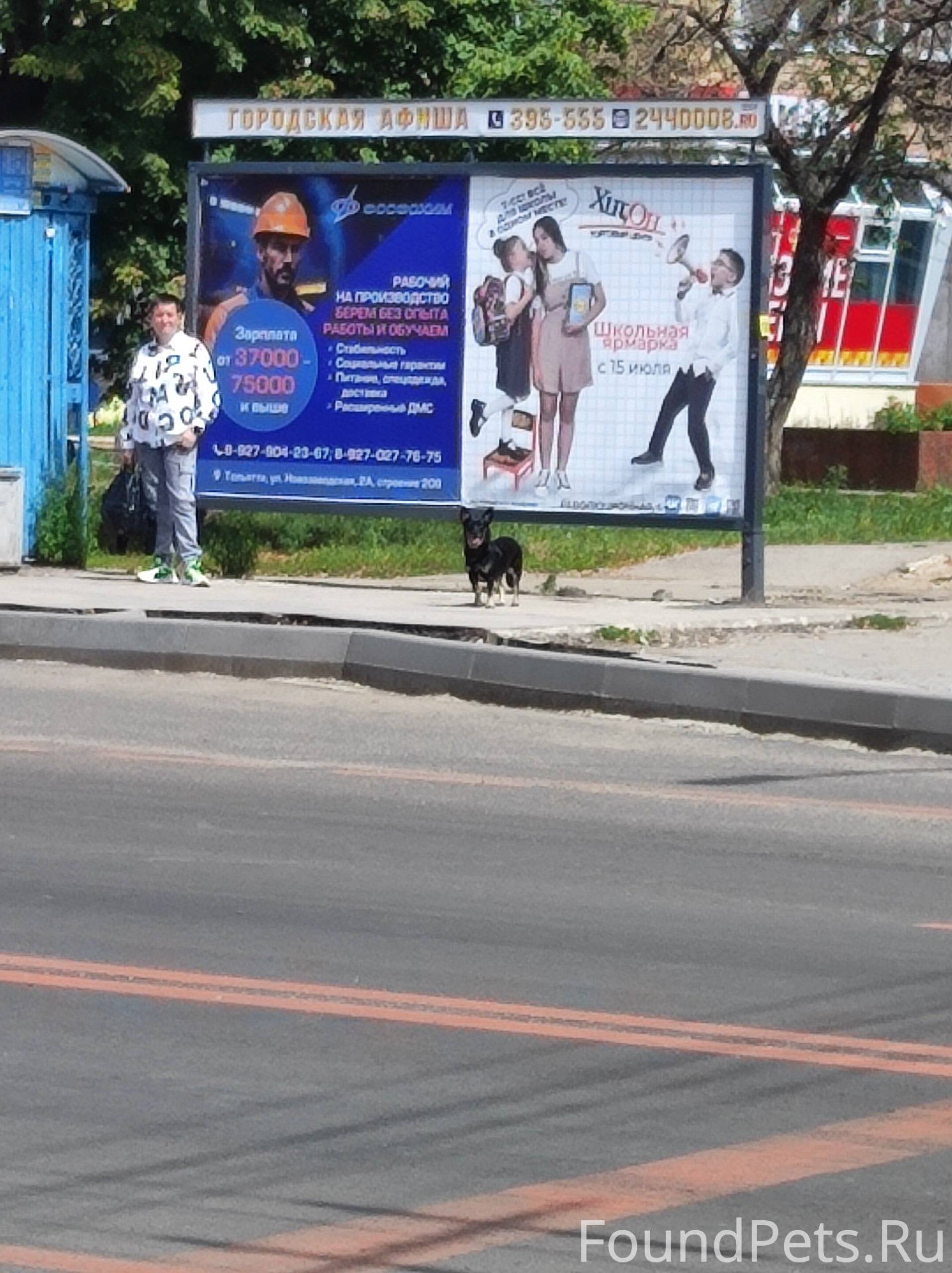 Объявление. Тольятти. 1 квартал, бегает ма...