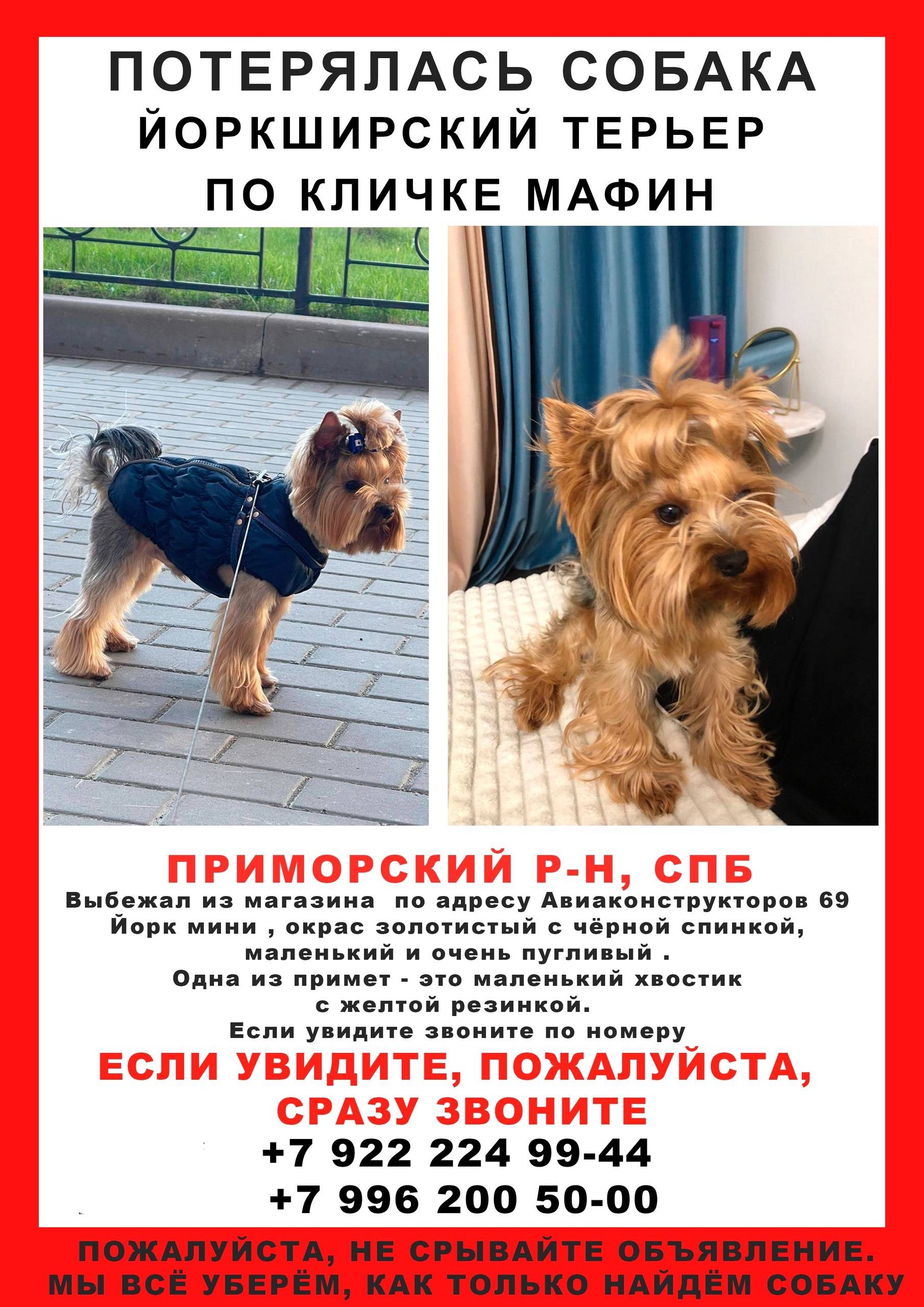 Объявление. Потерялась собака Йоркширский ...