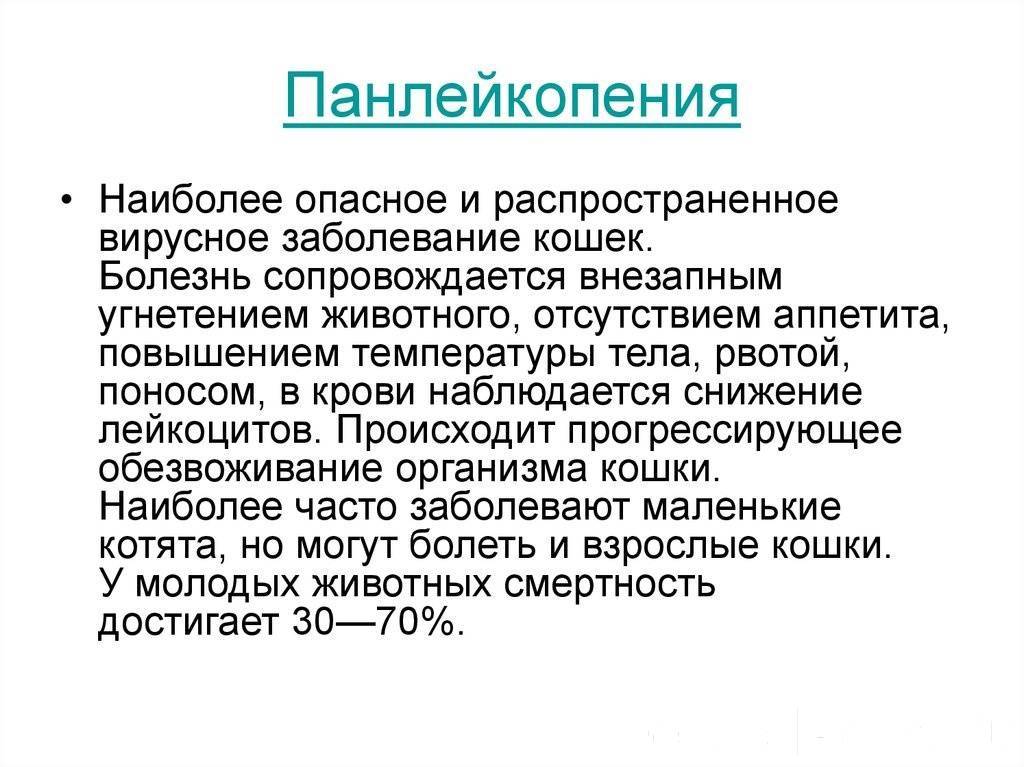 Болезнь панлейкопения. Кошачья чумка панлейкопения. Болезнь панлейкопения. Чума кошек панлейкопения. Кошачья чумка панлейкопения.