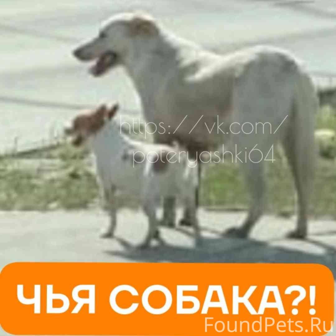 Потеряшки. Саратов. Пропавшие и найденные собаки и животные