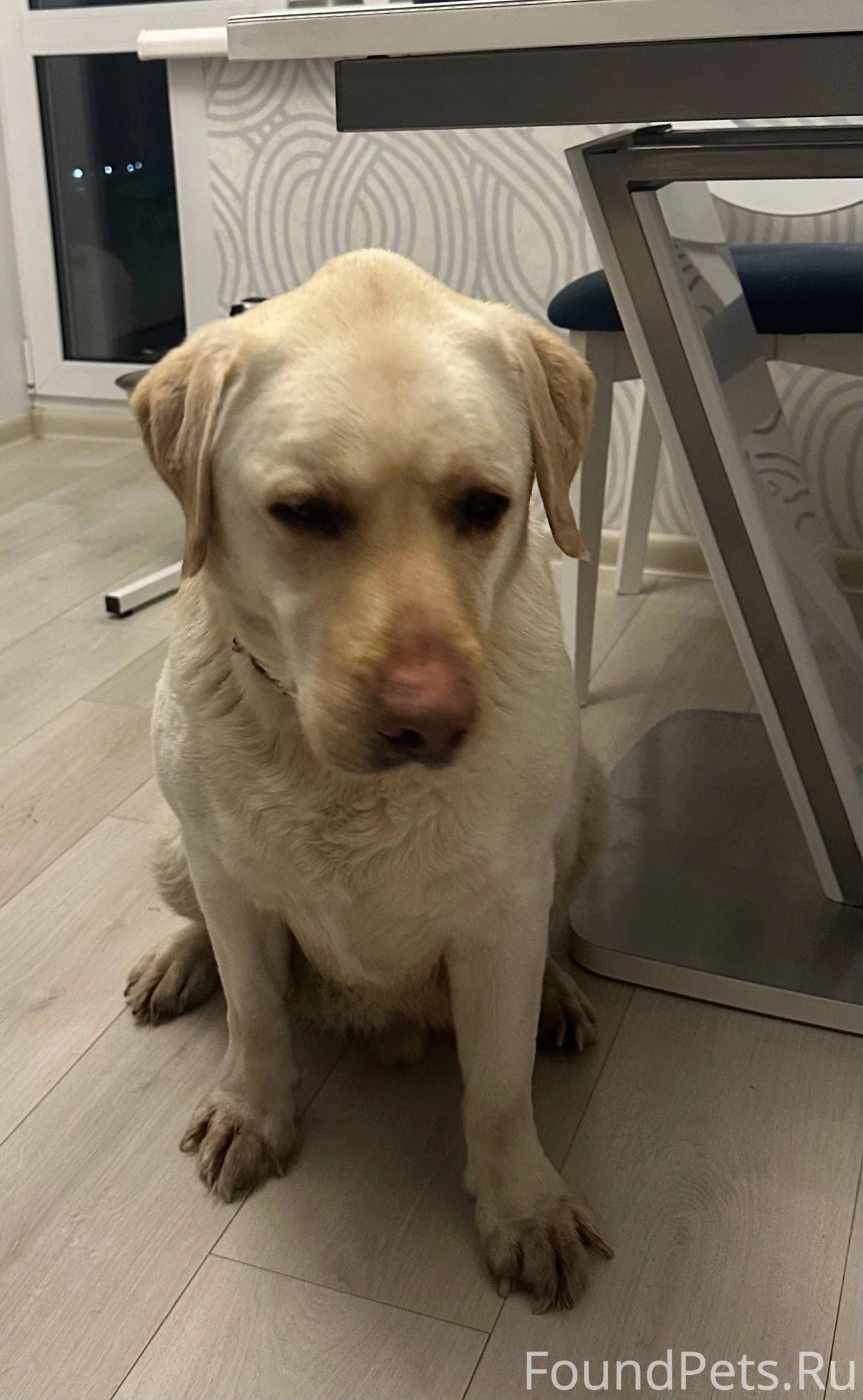 Найдена собака.