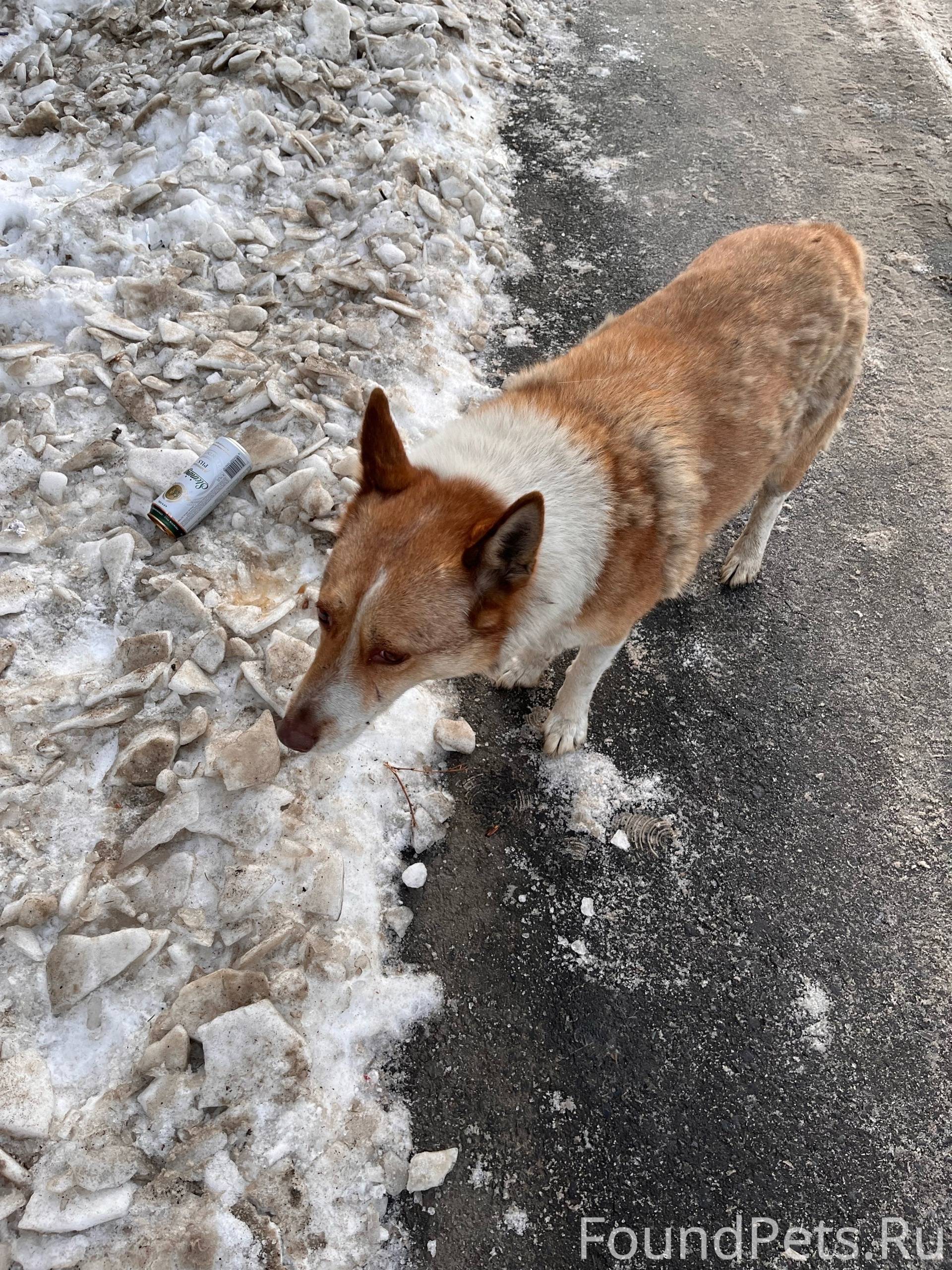 Замечена собака, окрас рыжий с...