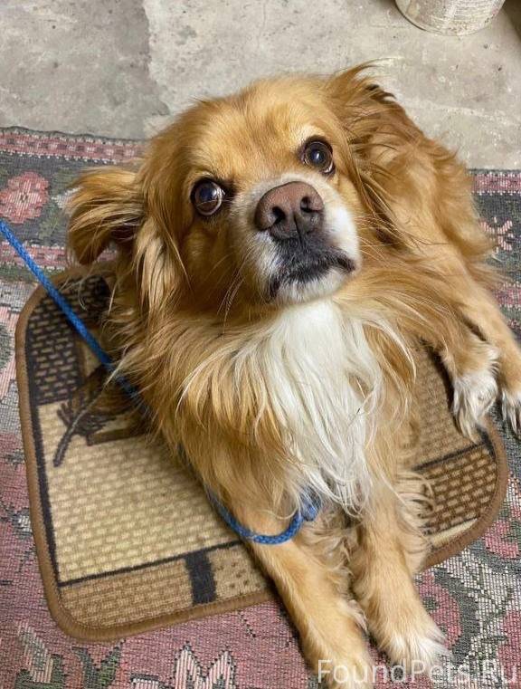 🐾❗️Помогите найти❗️🐾 ⚠️26 дека...