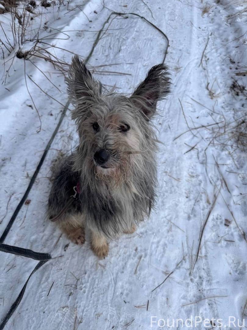 Юна – милая и весёлая собака.....