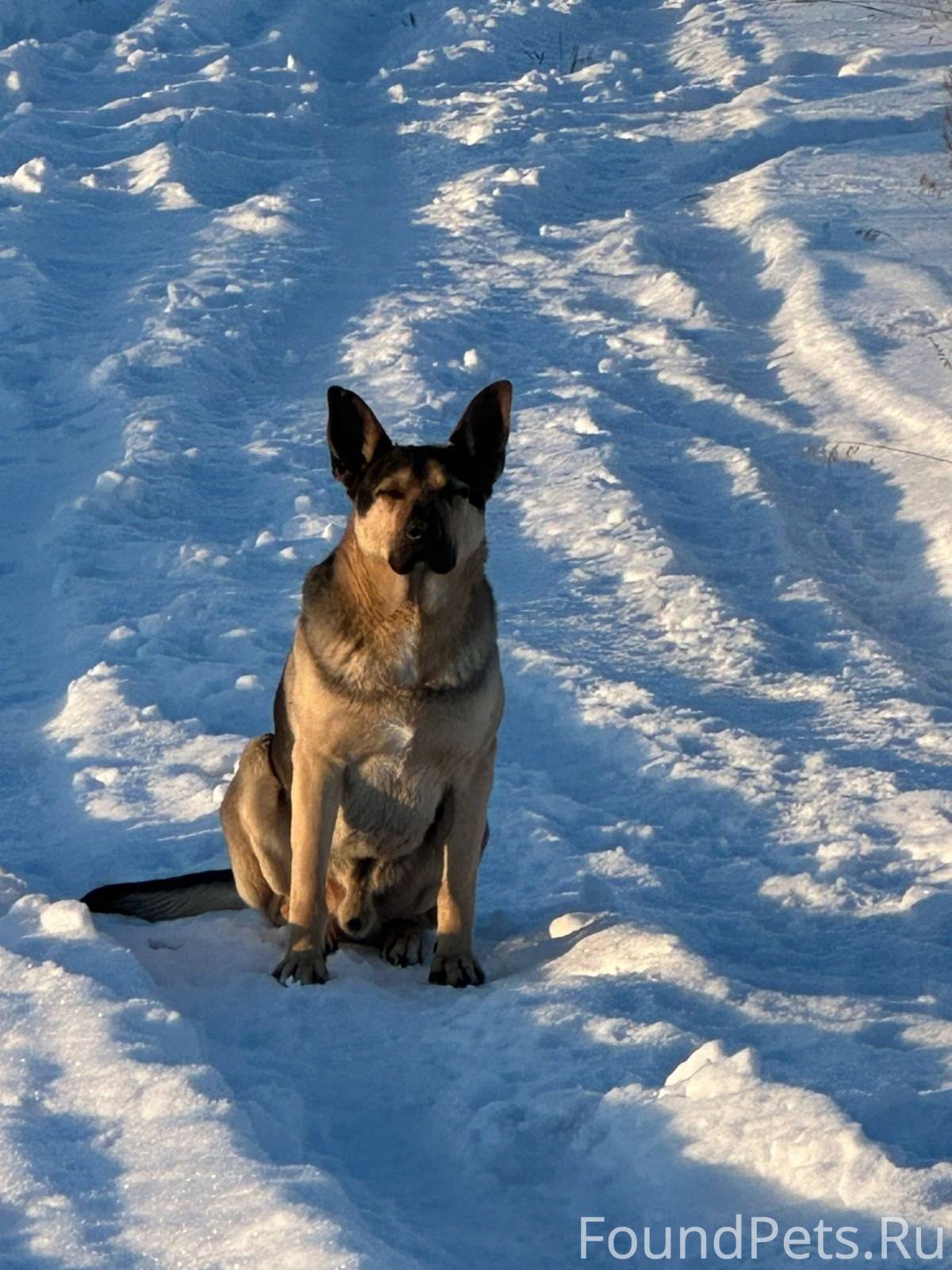 ВНИМАНИЕ!!! Найден кобель неме...