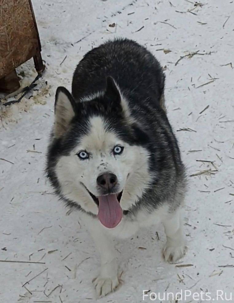 Отдам в добрые руки собаку пор...