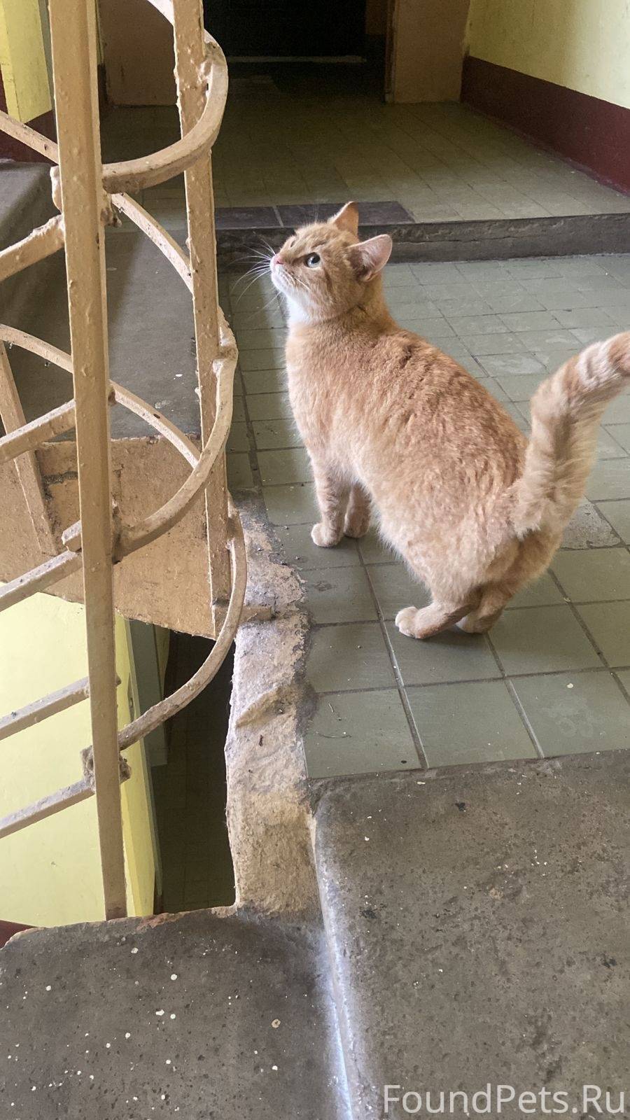 Найдена рыжая кошечка в подъез...