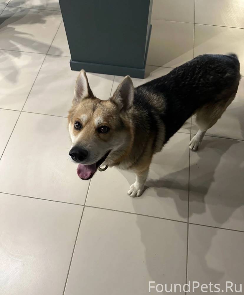 Волжский Потерялась собака Нах...