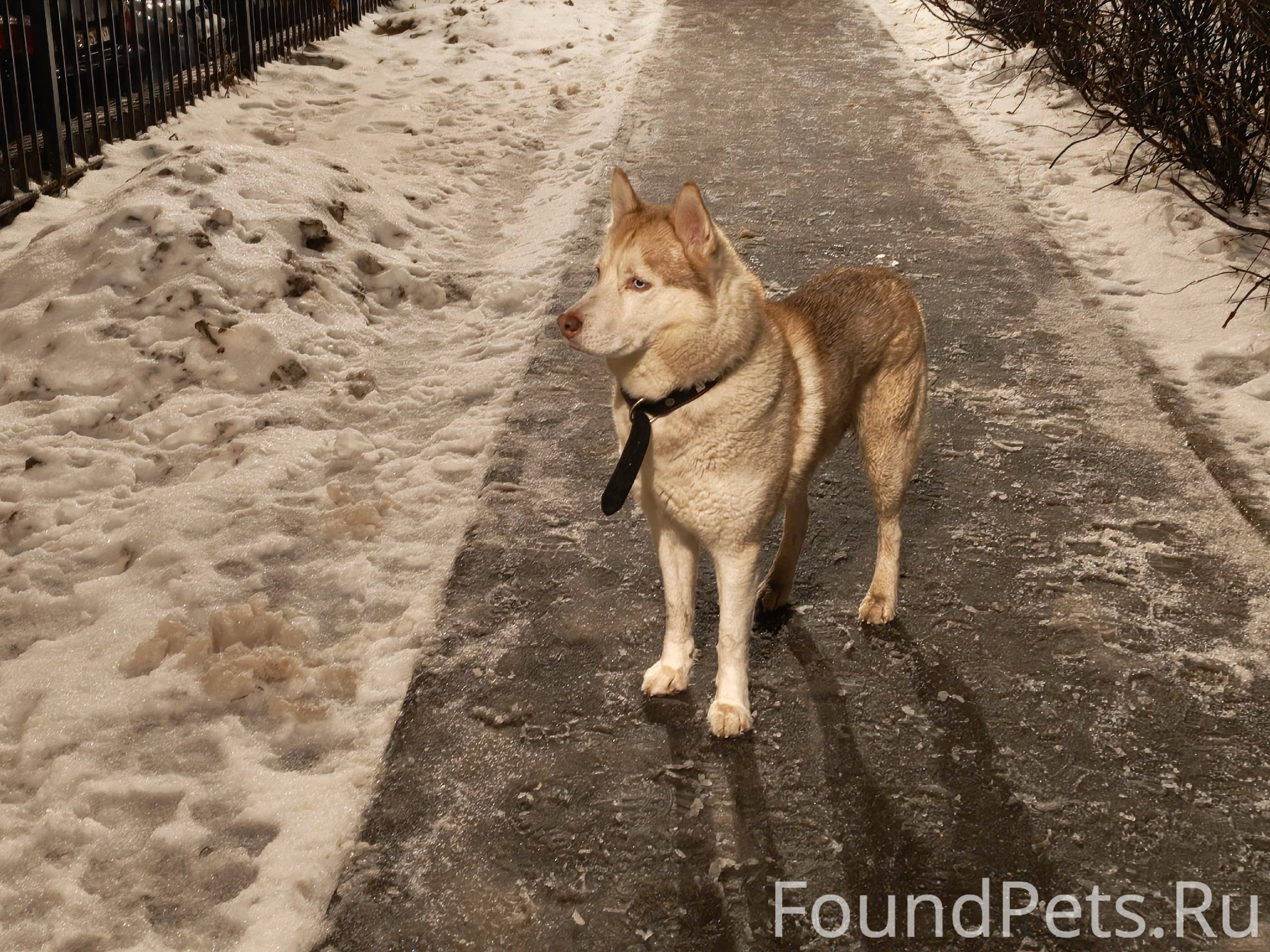 Возле моего двора бегает чья-т...